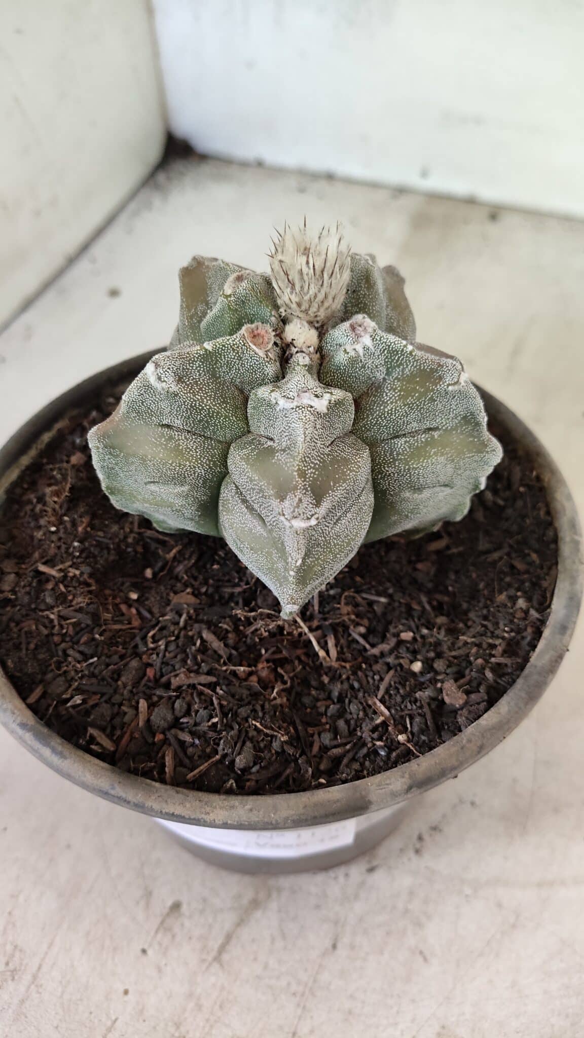 MATRIZ ASTROPHYTUM cv KIKKO Nº 1126 – vaso 15 - foto 8