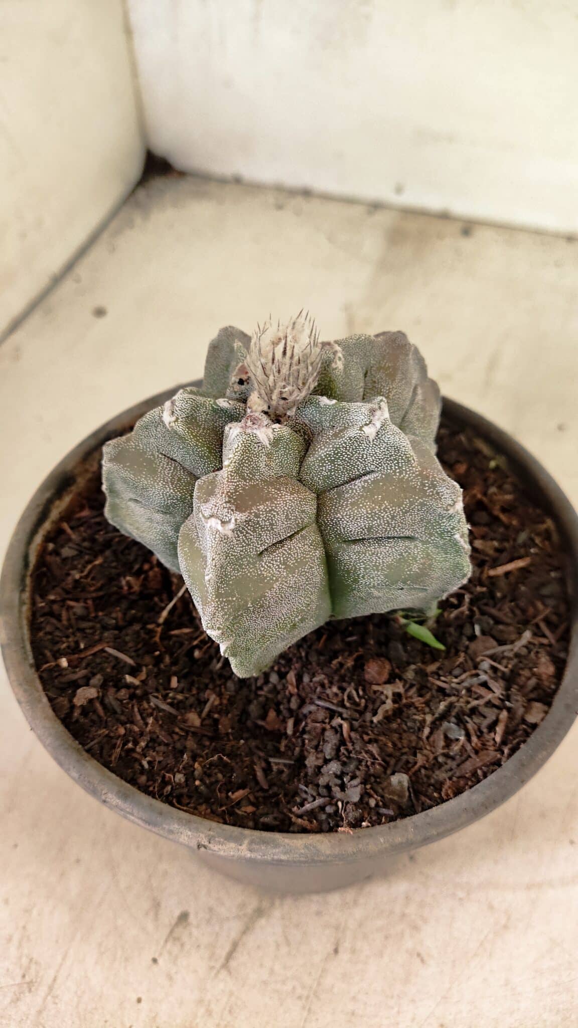 MATRIZ ASTROPHYTUM cv KIKKO Nº 1126 – vaso 15 - foto 7