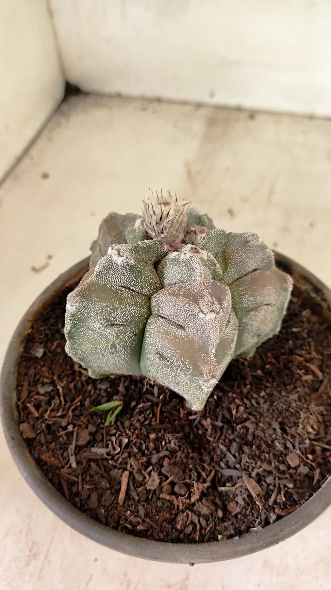 MATRIZ ASTROPHYTUM cv KIKKO Nº 1126 – vaso 15 - foto 6