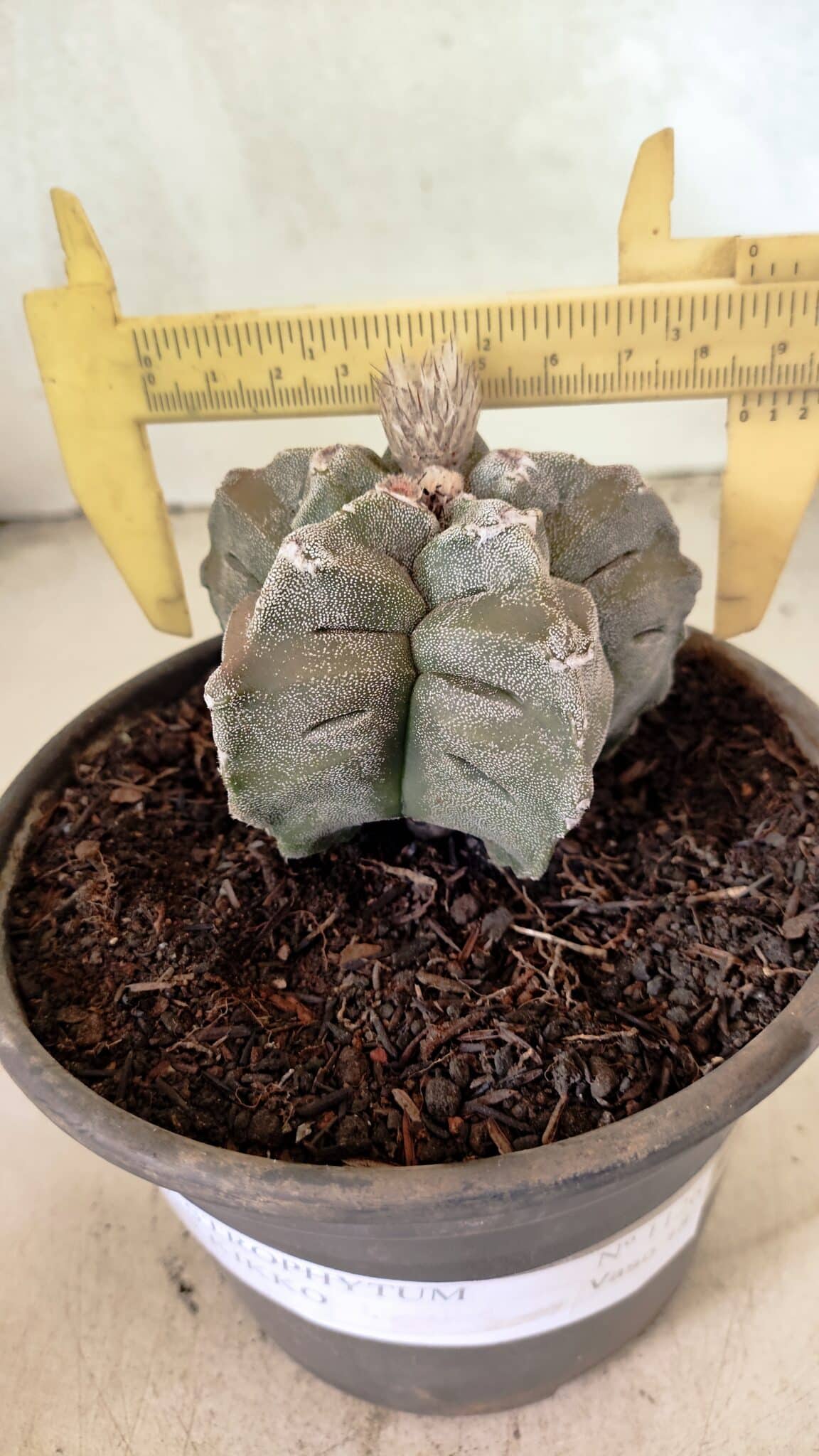 MATRIZ ASTROPHYTUM cv KIKKO Nº 1126 – vaso 15 - foto 4