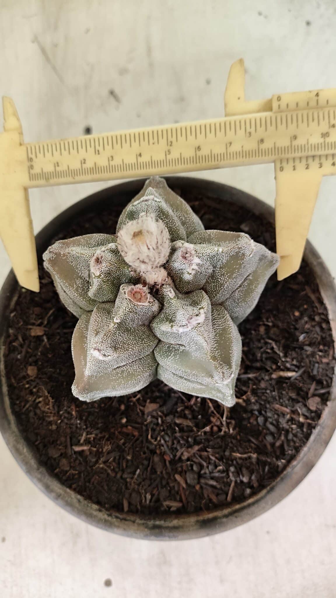 MATRIZ ASTROPHYTUM cv KIKKO Nº 1126 – vaso 15 - foto 5