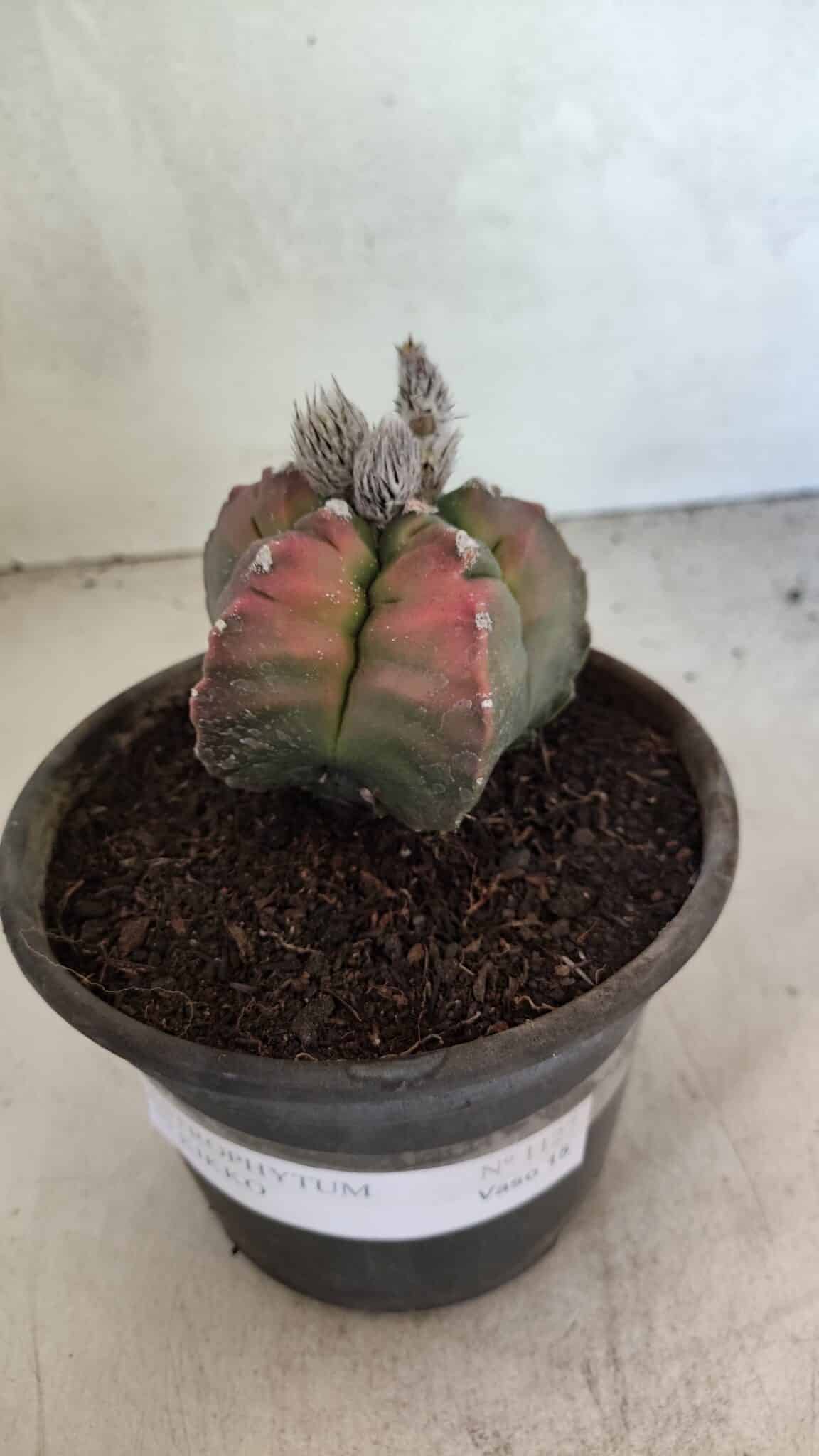 MATRIZ ASTROPHYTUM cv KIKKO Nº 1127 – vaso 15 - foto 2