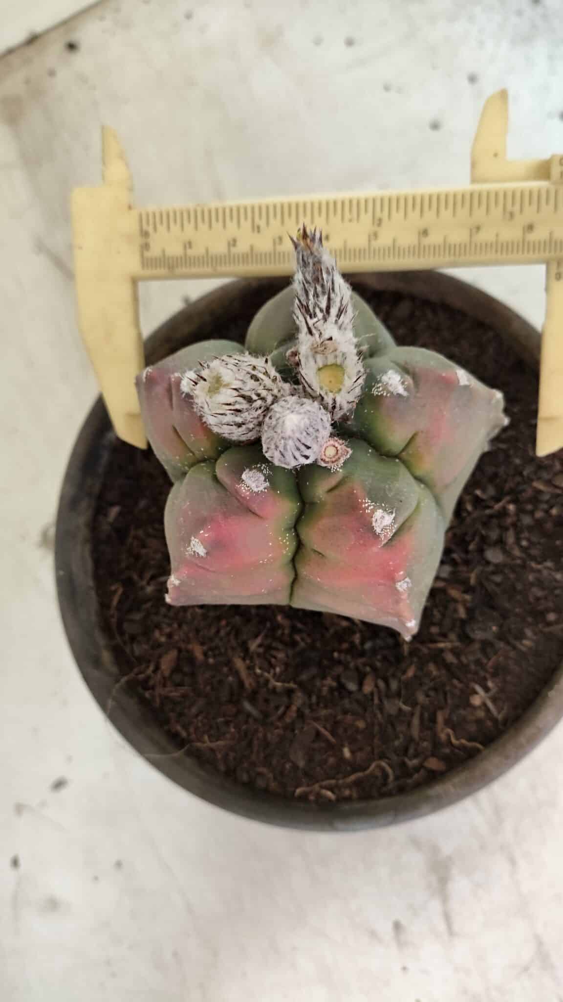 MATRIZ ASTROPHYTUM cv KIKKO Nº 1127 – vaso 15 - foto 9