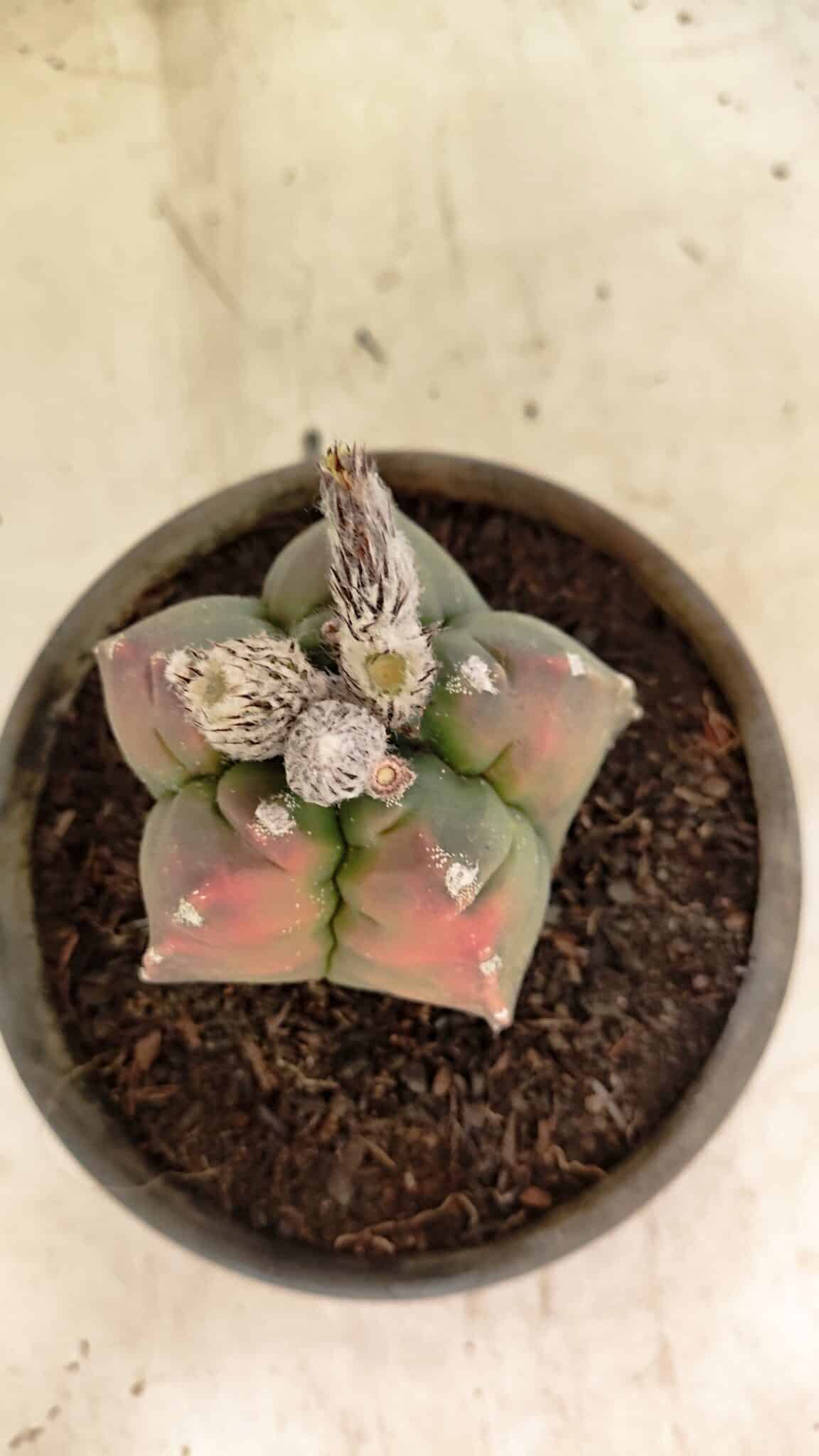 MATRIZ ASTROPHYTUM cv KIKKO Nº 1127 – vaso 15 - foto 3