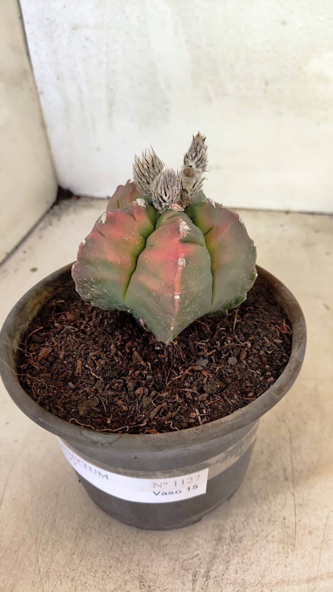 MATRIZ ASTROPHYTUM cv KIKKO Nº 1127 – vaso 15 - foto 11