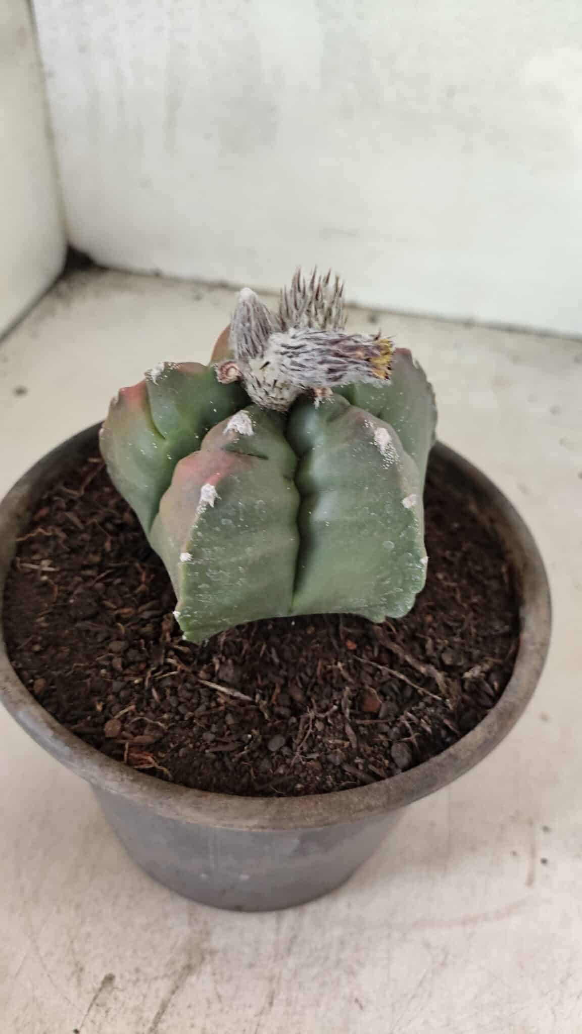 MATRIZ ASTROPHYTUM cv KIKKO Nº 1127 – vaso 15 - foto 10