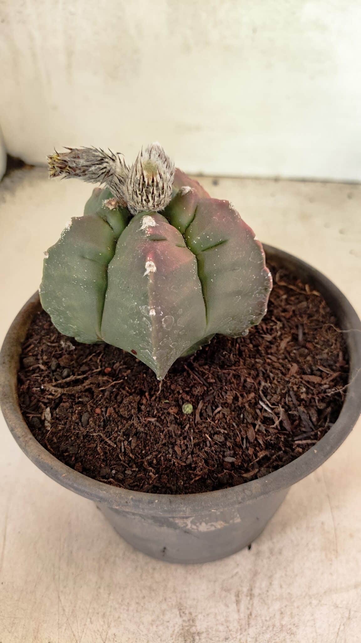 MATRIZ ASTROPHYTUM cv KIKKO Nº 1127 – vaso 15 - foto 8