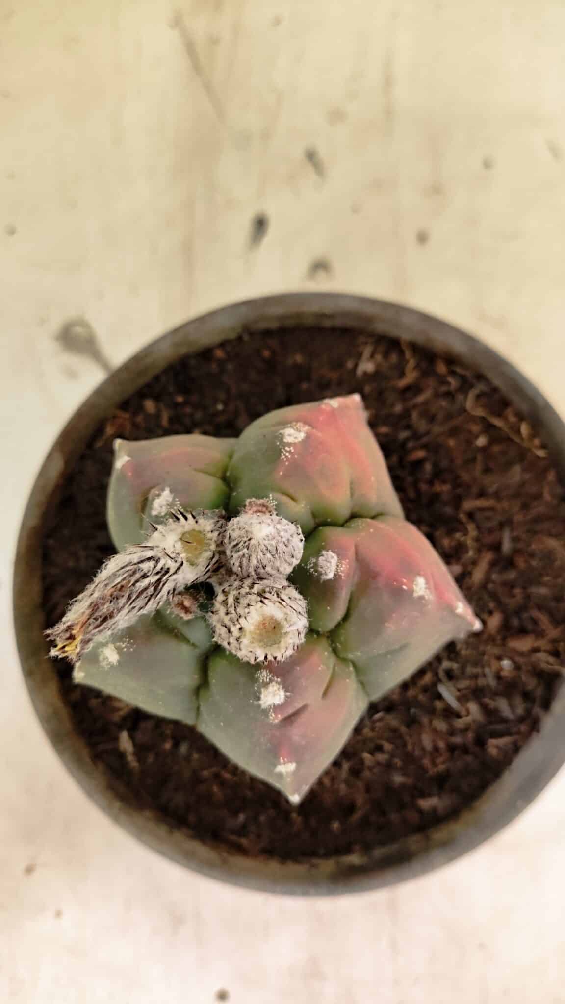 MATRIZ ASTROPHYTUM cv KIKKO Nº 1127 – vaso 15 - foto 7