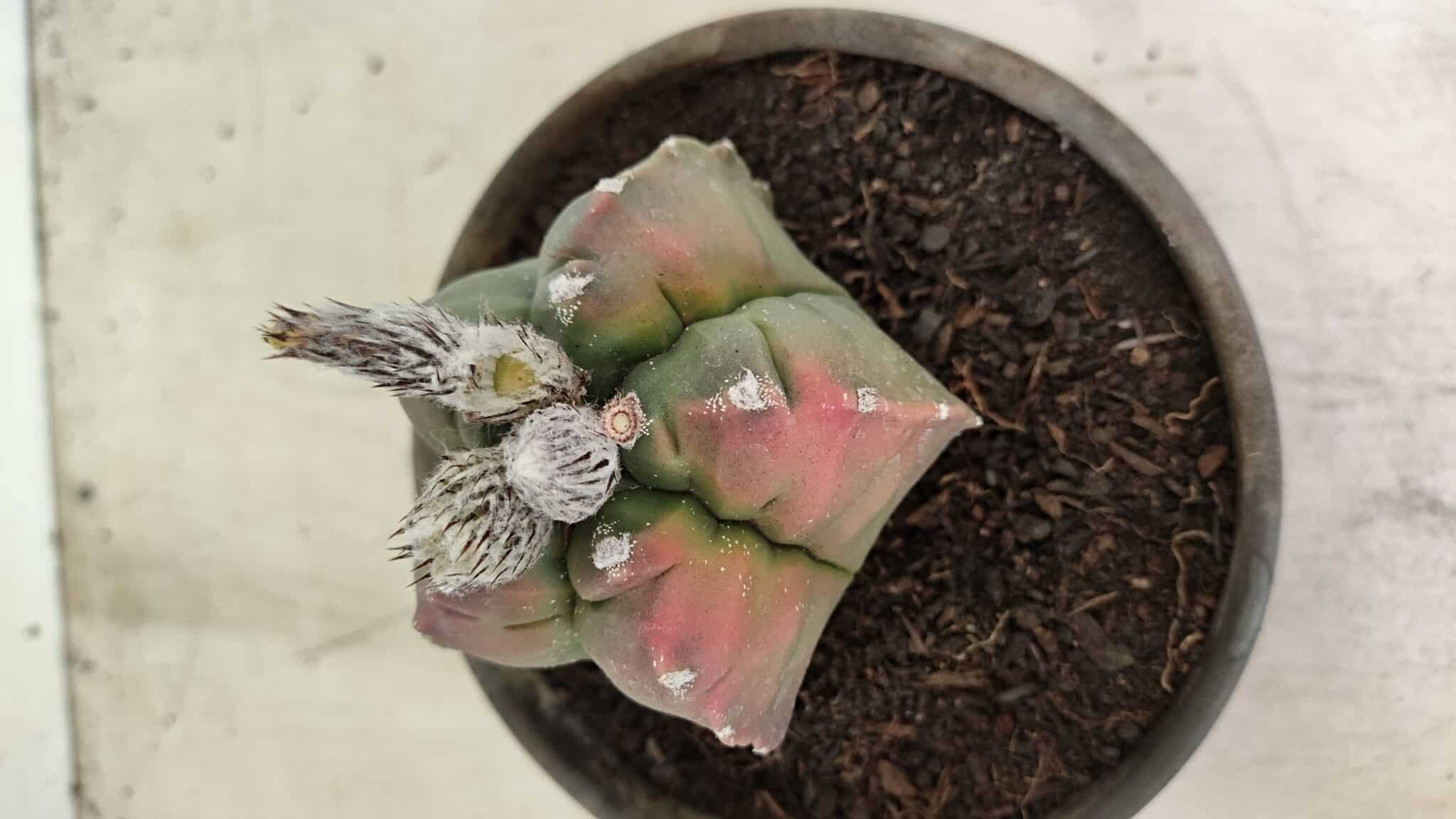 MATRIZ ASTROPHYTUM cv KIKKO Nº 1127 – vaso 15 - foto 6