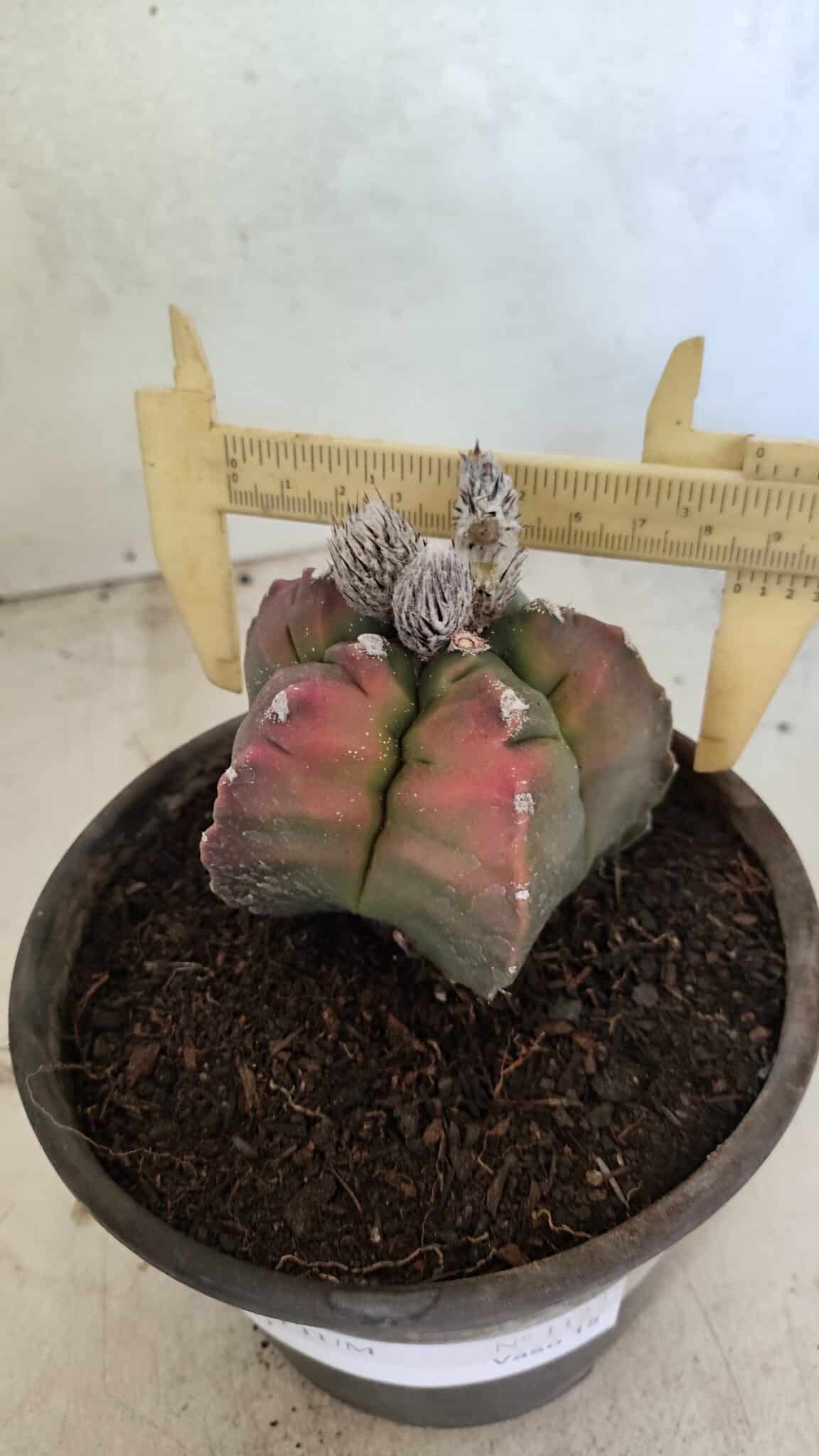 MATRIZ ASTROPHYTUM cv KIKKO Nº 1127 – vaso 15 - foto 4
