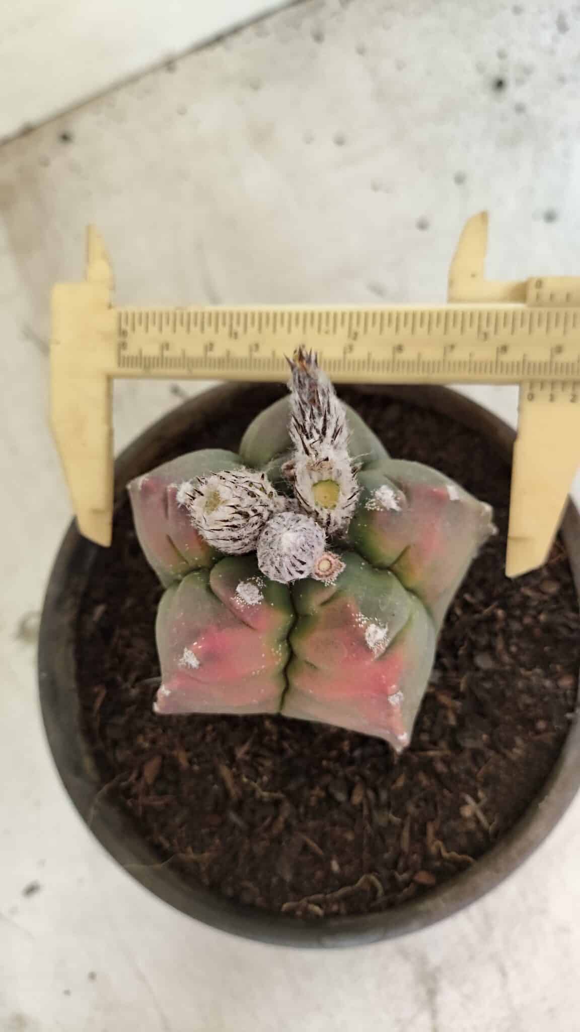 MATRIZ ASTROPHYTUM cv KIKKO Nº 1127 – vaso 15 - foto 5
