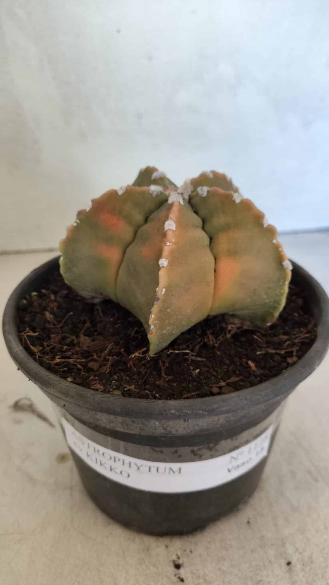 MATRIZ ASTROPHYTUM cv KIKKO Nº 1128 – vaso 15 - foto 2