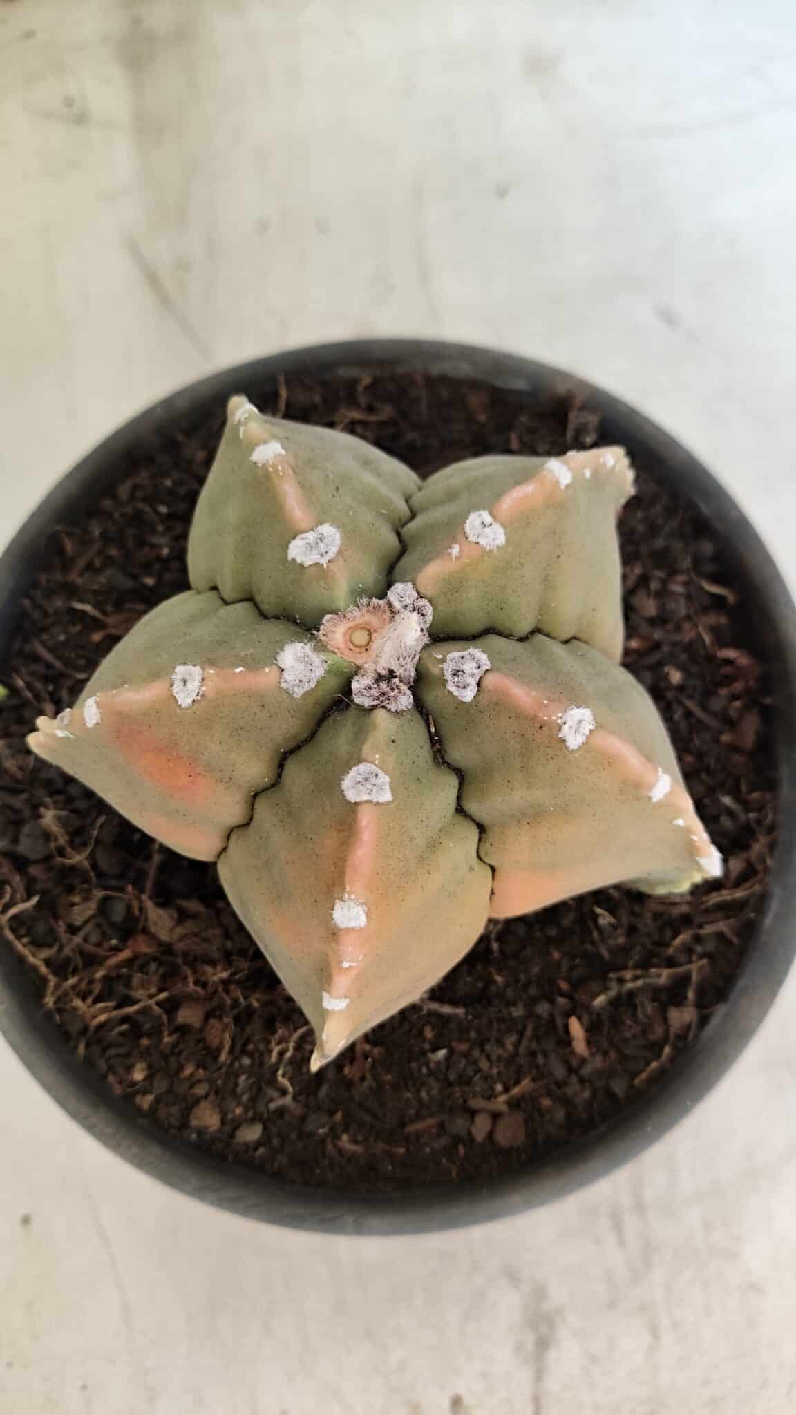 MATRIZ ASTROPHYTUM cv KIKKO Nº 1128 – vaso 15 - foto 3