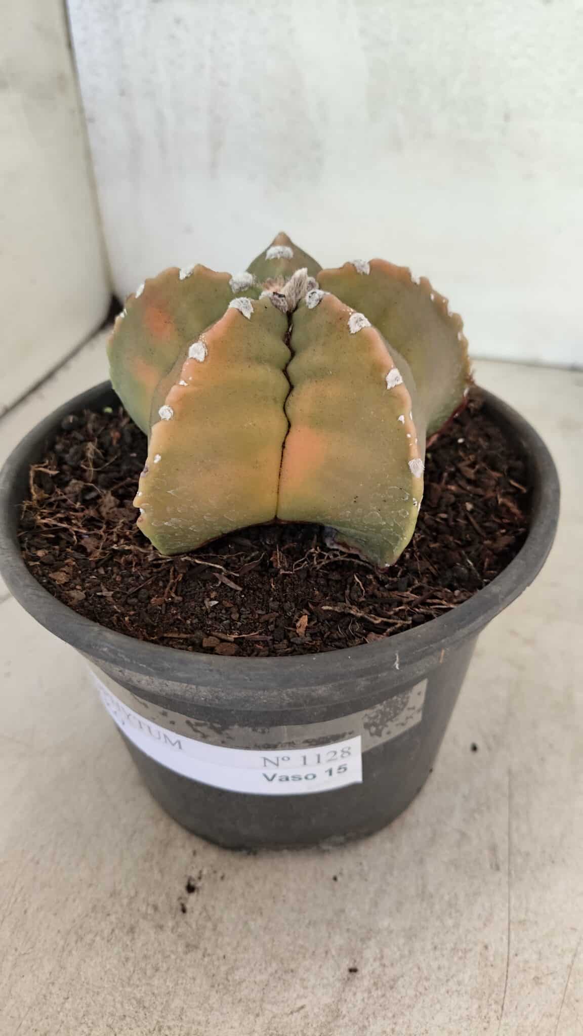 MATRIZ ASTROPHYTUM cv KIKKO Nº 1128 – vaso 15 - foto 8