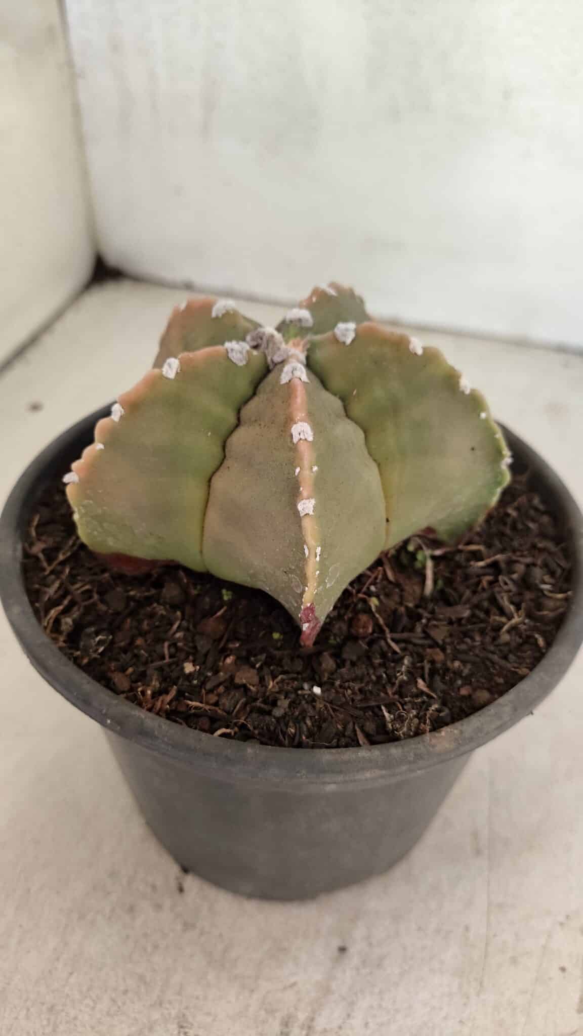 MATRIZ ASTROPHYTUM cv KIKKO Nº 1128 – vaso 15 - foto 7