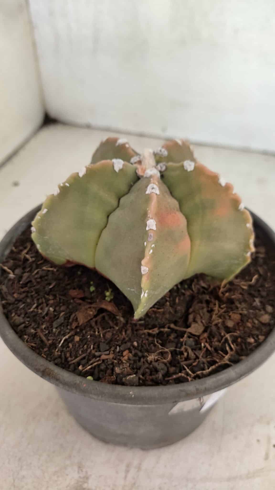 MATRIZ ASTROPHYTUM cv KIKKO Nº 1128 – vaso 15 - foto 6