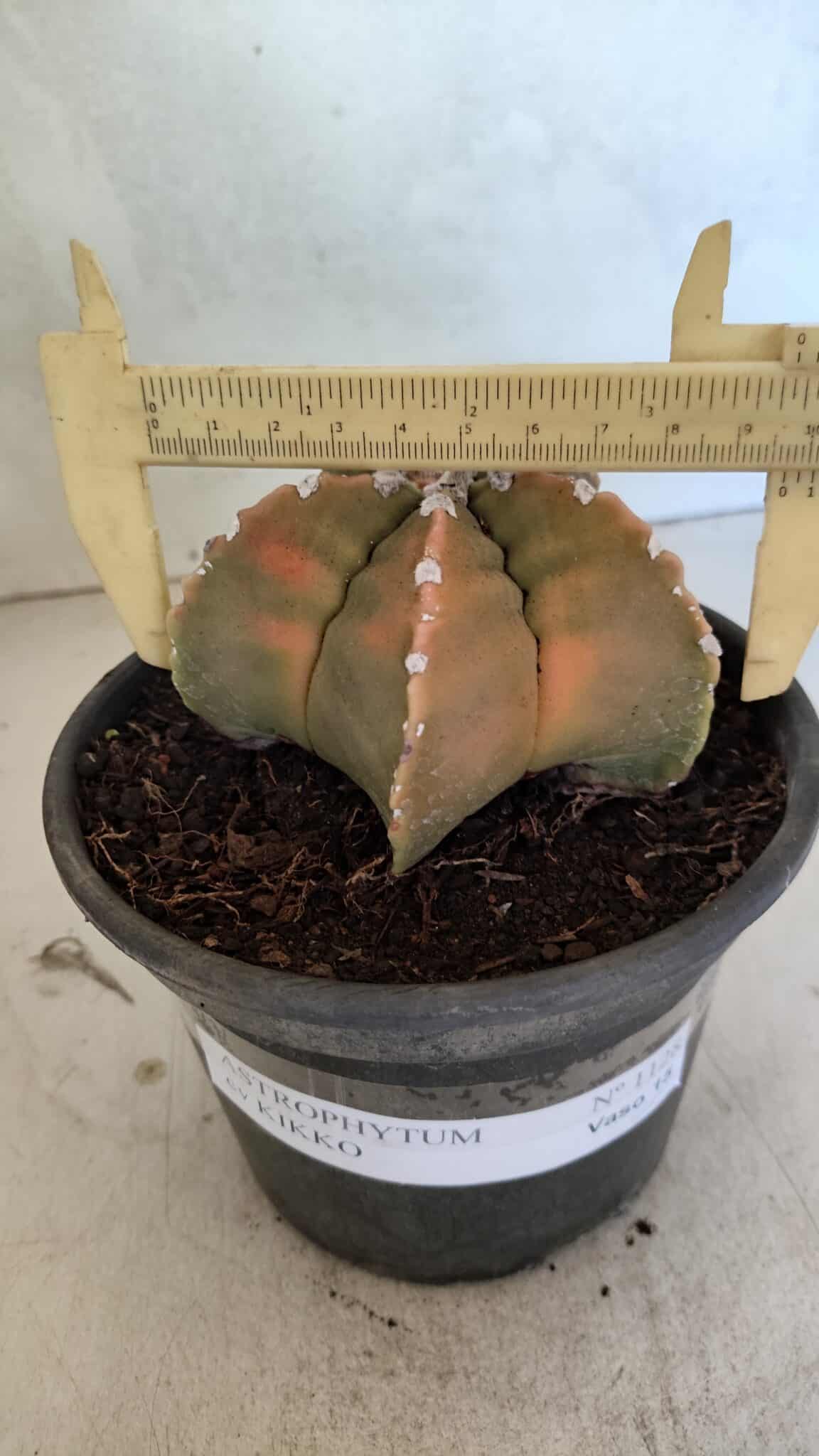MATRIZ ASTROPHYTUM cv KIKKO Nº 1128 – vaso 15 - foto 4