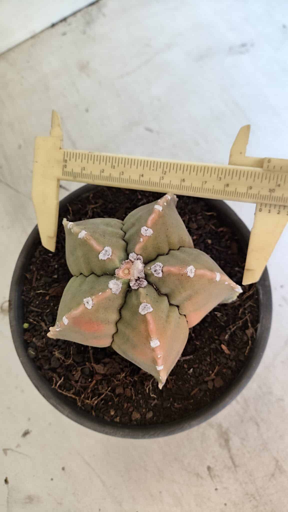 MATRIZ ASTROPHYTUM cv KIKKO Nº 1128 – vaso 15 - foto 5