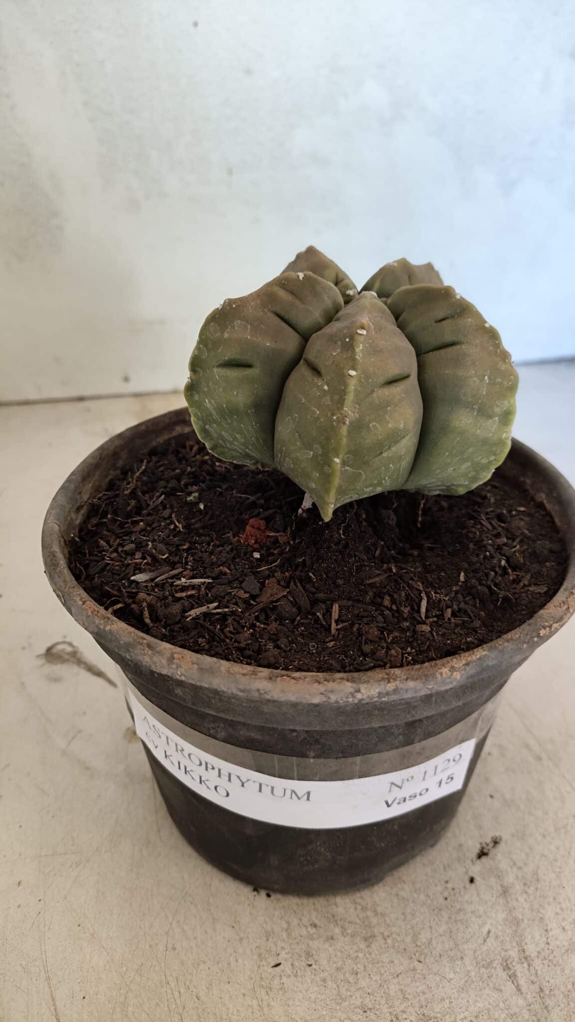 MATRIZ ASTROPHYTUM cv KIKKO Nº 1129 – vaso 15 - foto 2