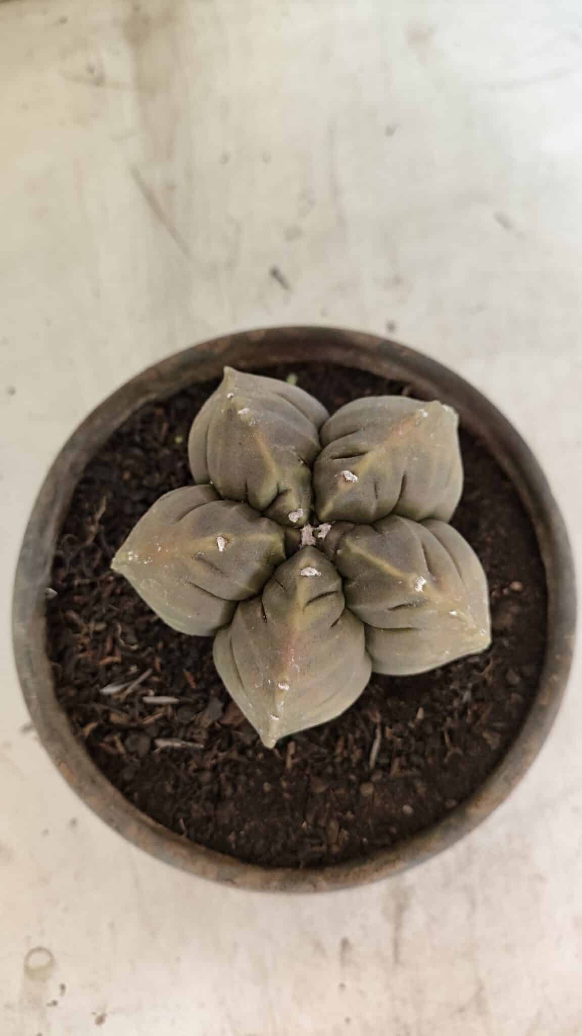 MATRIZ ASTROPHYTUM cv KIKKO Nº 1129 – vaso 15 - foto 10