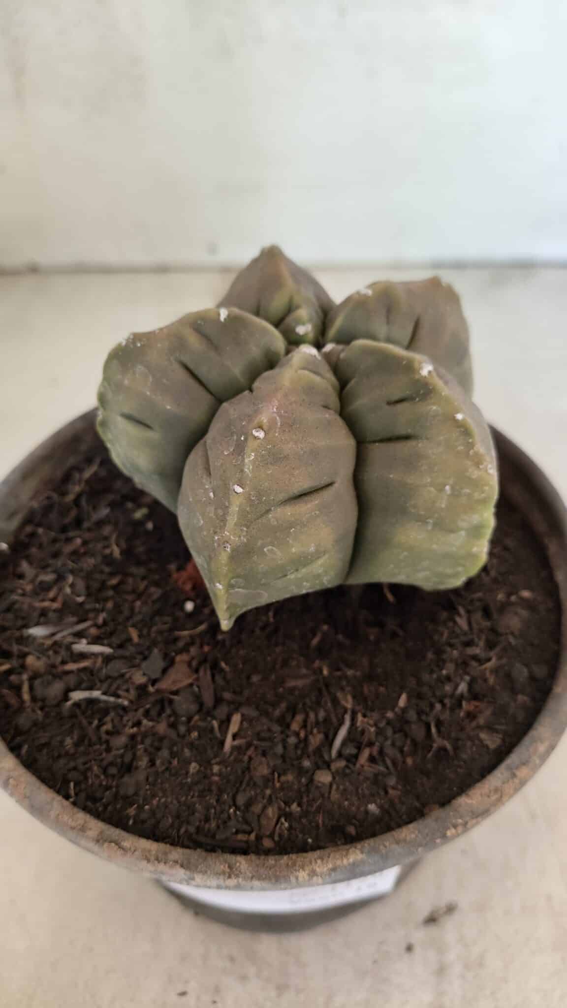 MATRIZ ASTROPHYTUM cv KIKKO Nº 1129 – vaso 15 - foto 9