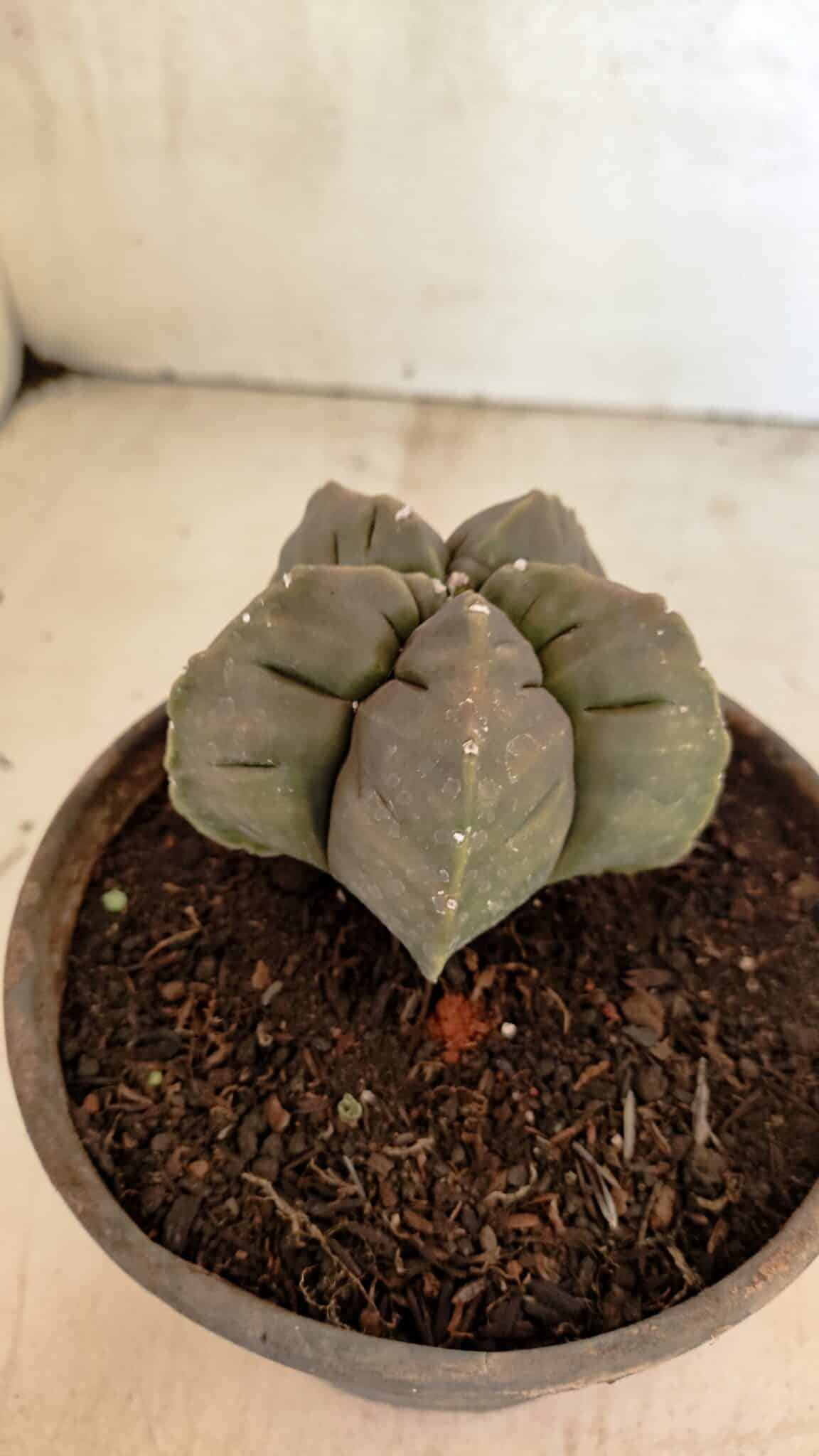 MATRIZ ASTROPHYTUM cv KIKKO Nº 1129 – vaso 15 - foto 8