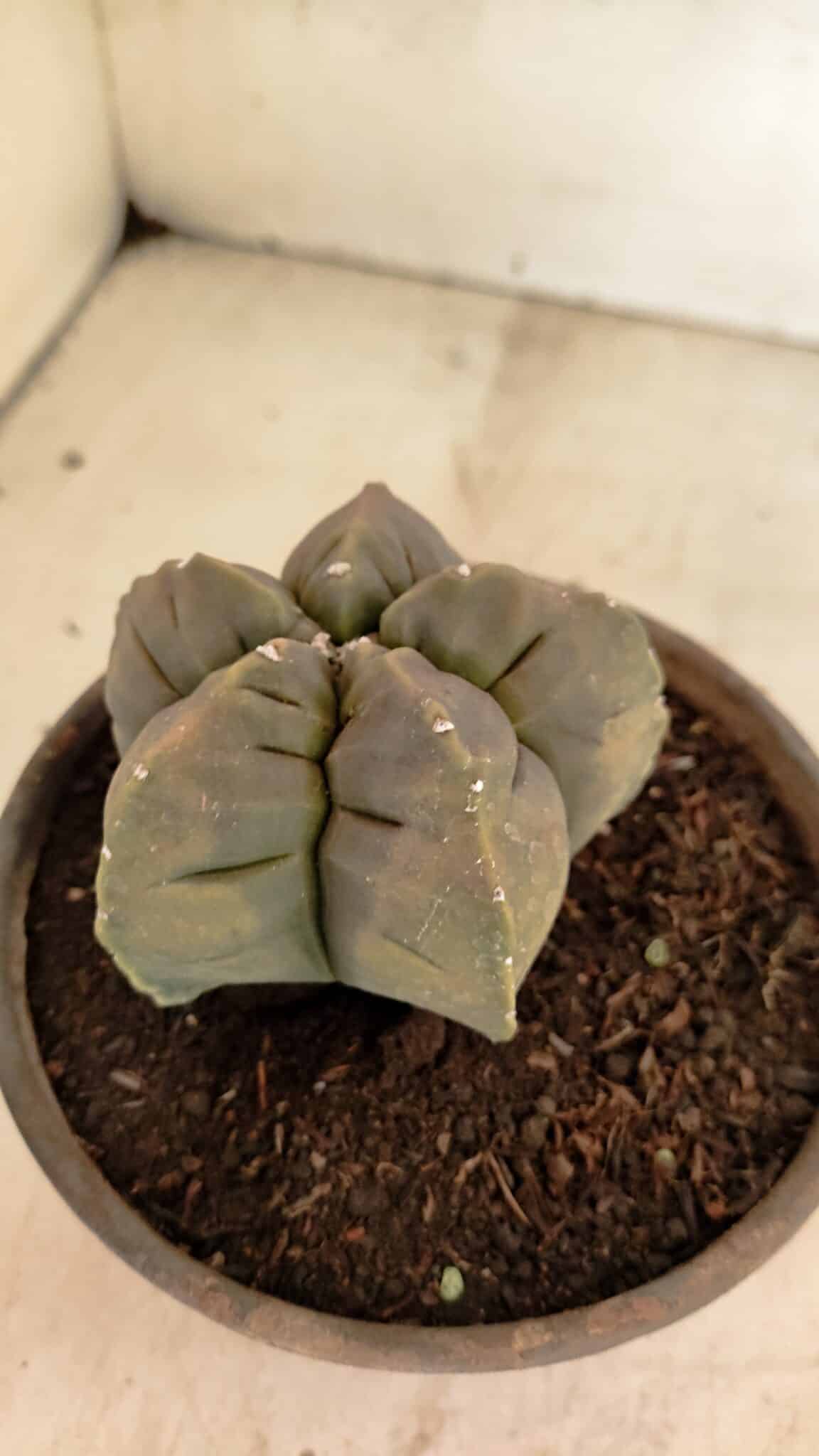 MATRIZ ASTROPHYTUM cv KIKKO Nº 1129 – vaso 15 - foto 7