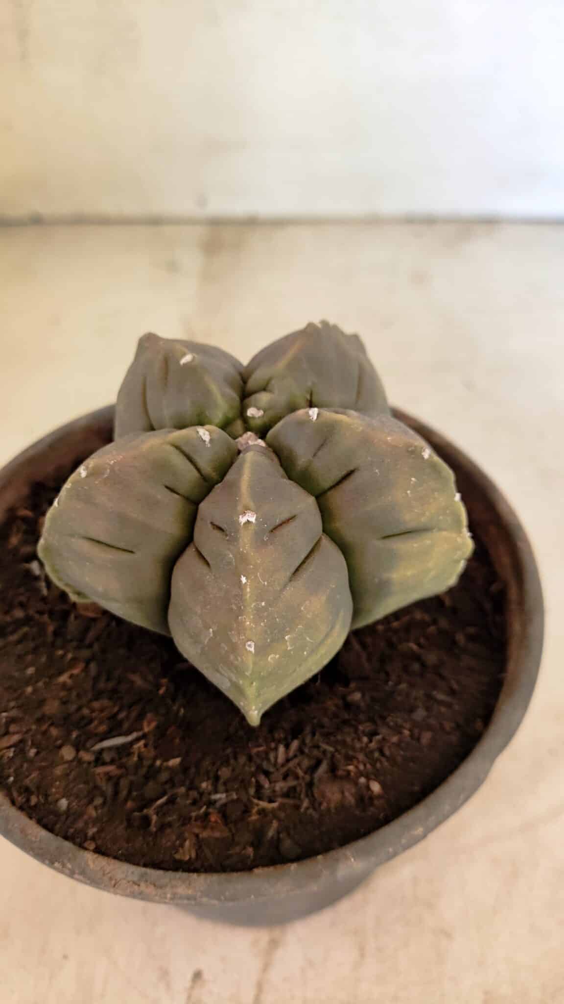 MATRIZ ASTROPHYTUM cv KIKKO Nº 1129 – vaso 15 - foto 6
