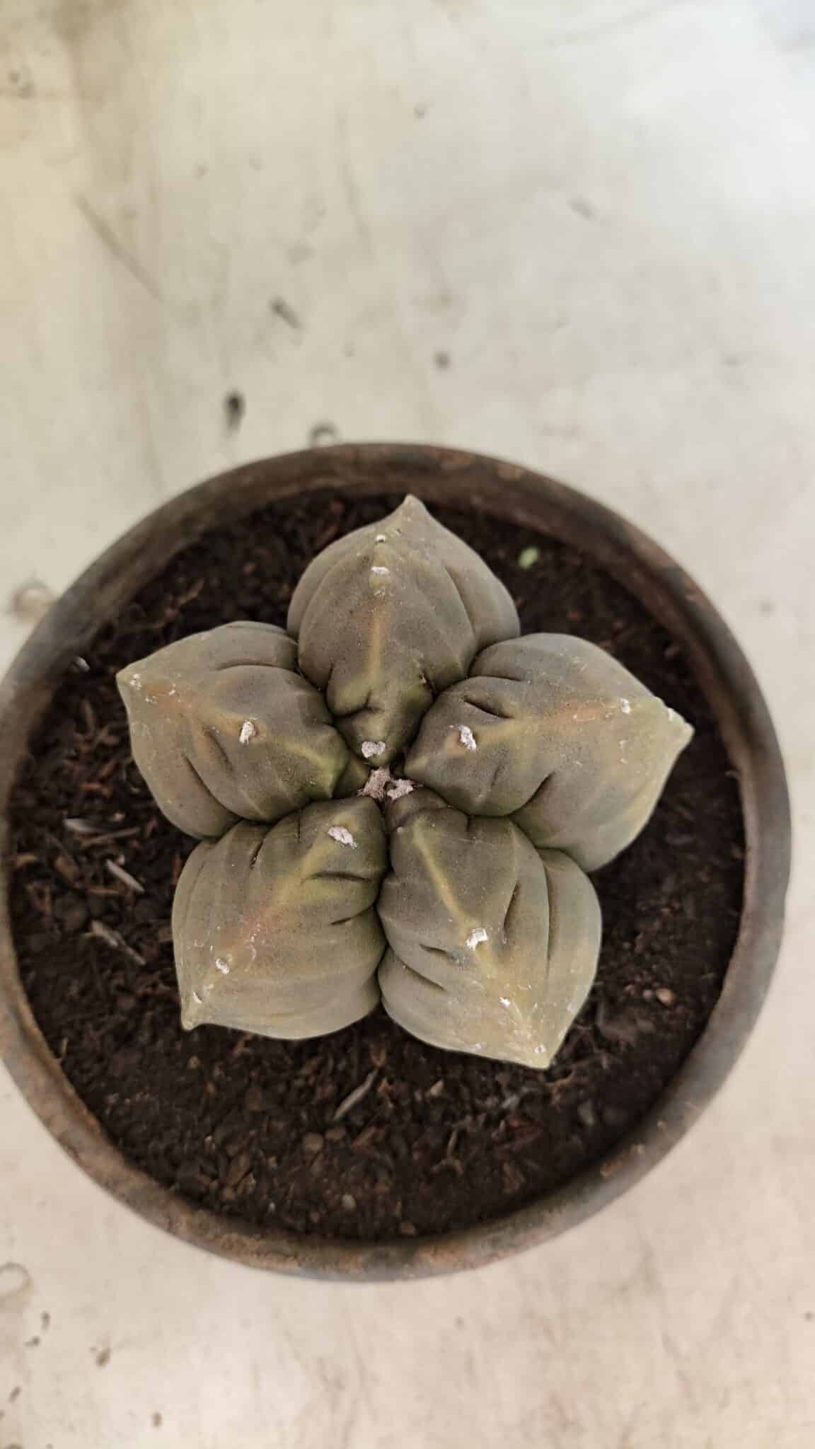 MATRIZ ASTROPHYTUM cv KIKKO Nº 1129 – vaso 15 - foto 3