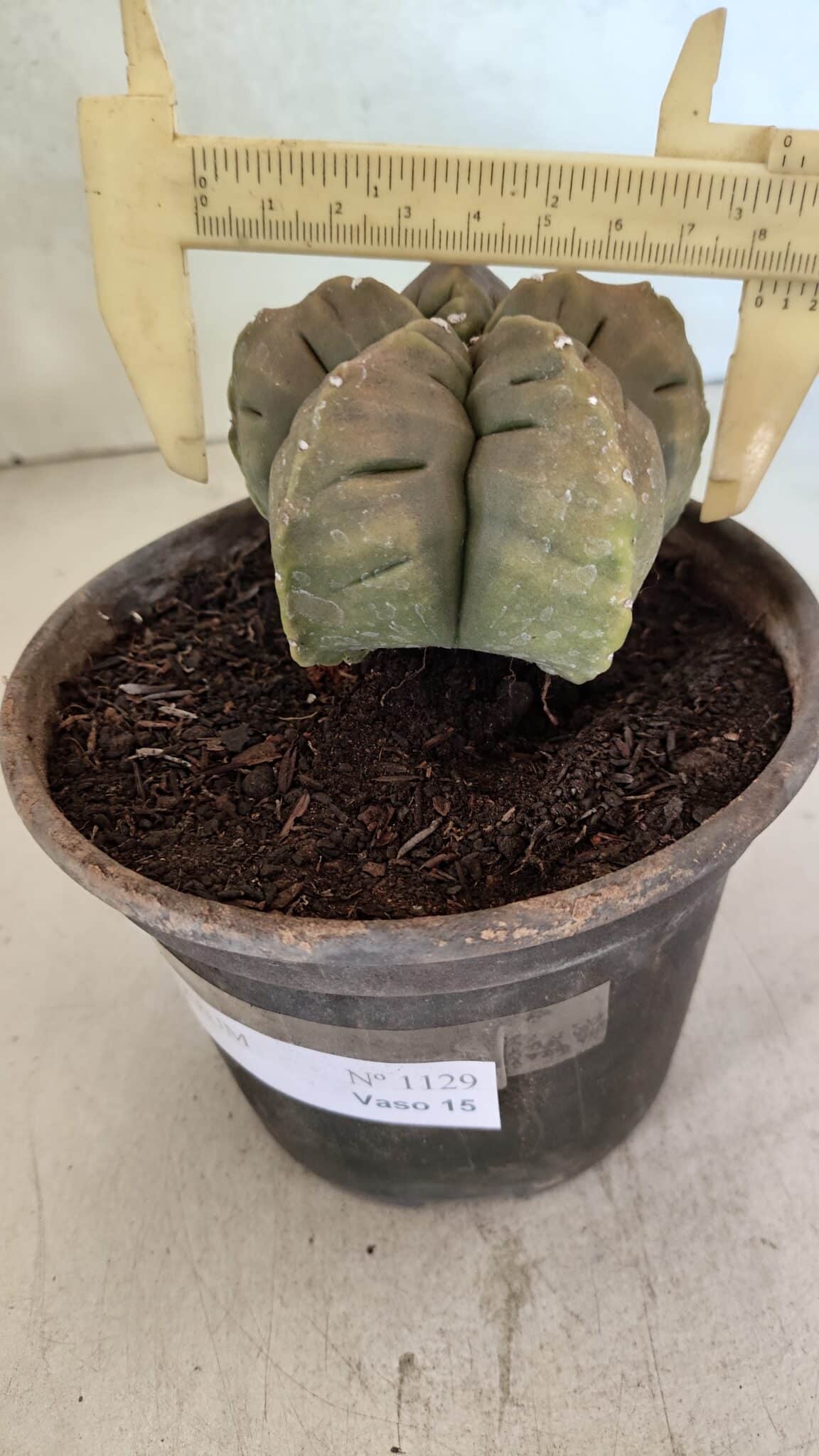 MATRIZ ASTROPHYTUM cv KIKKO Nº 1129 – vaso 15 - foto 4