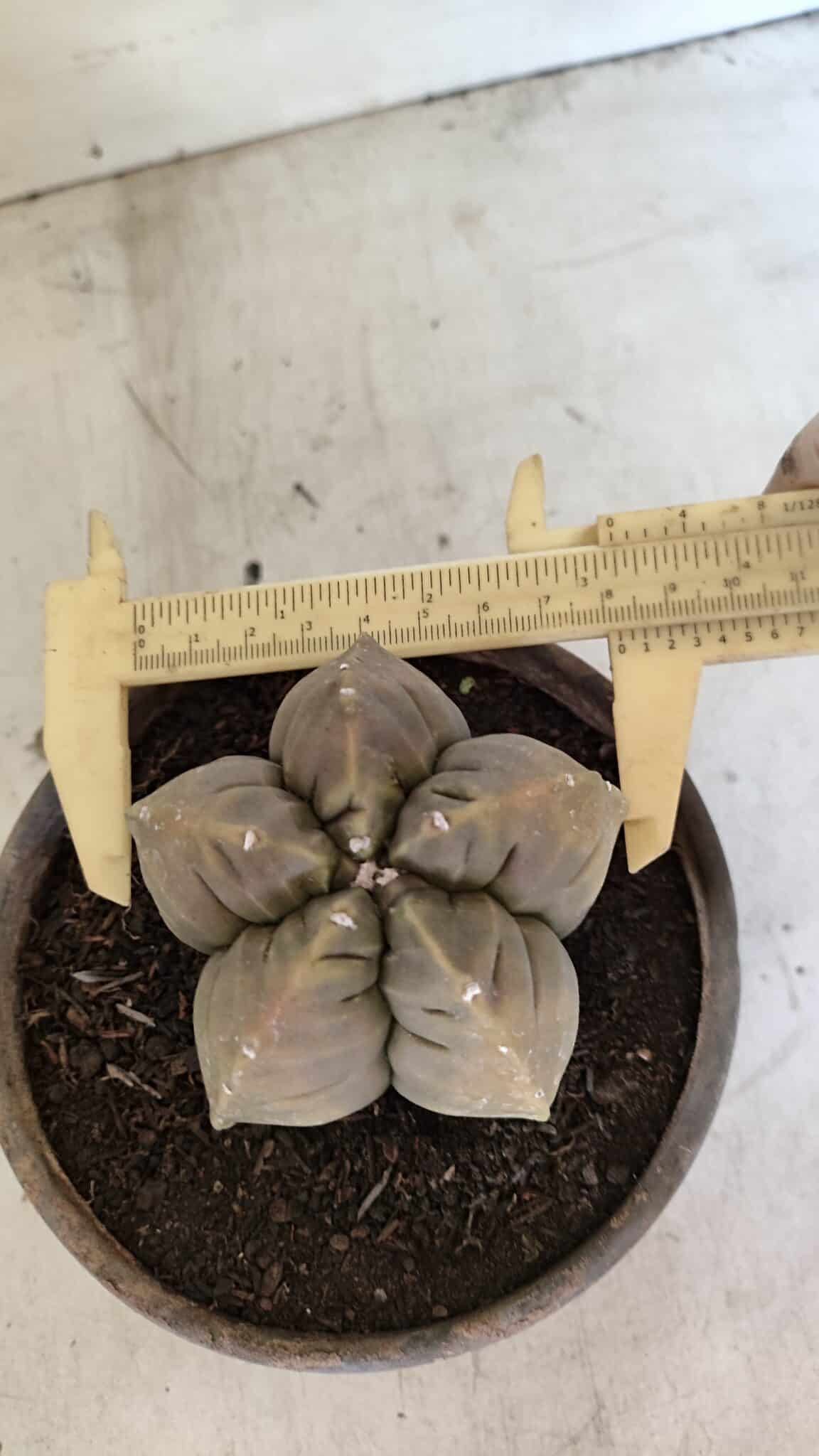 MATRIZ ASTROPHYTUM cv KIKKO Nº 1129 – vaso 15 - foto 5