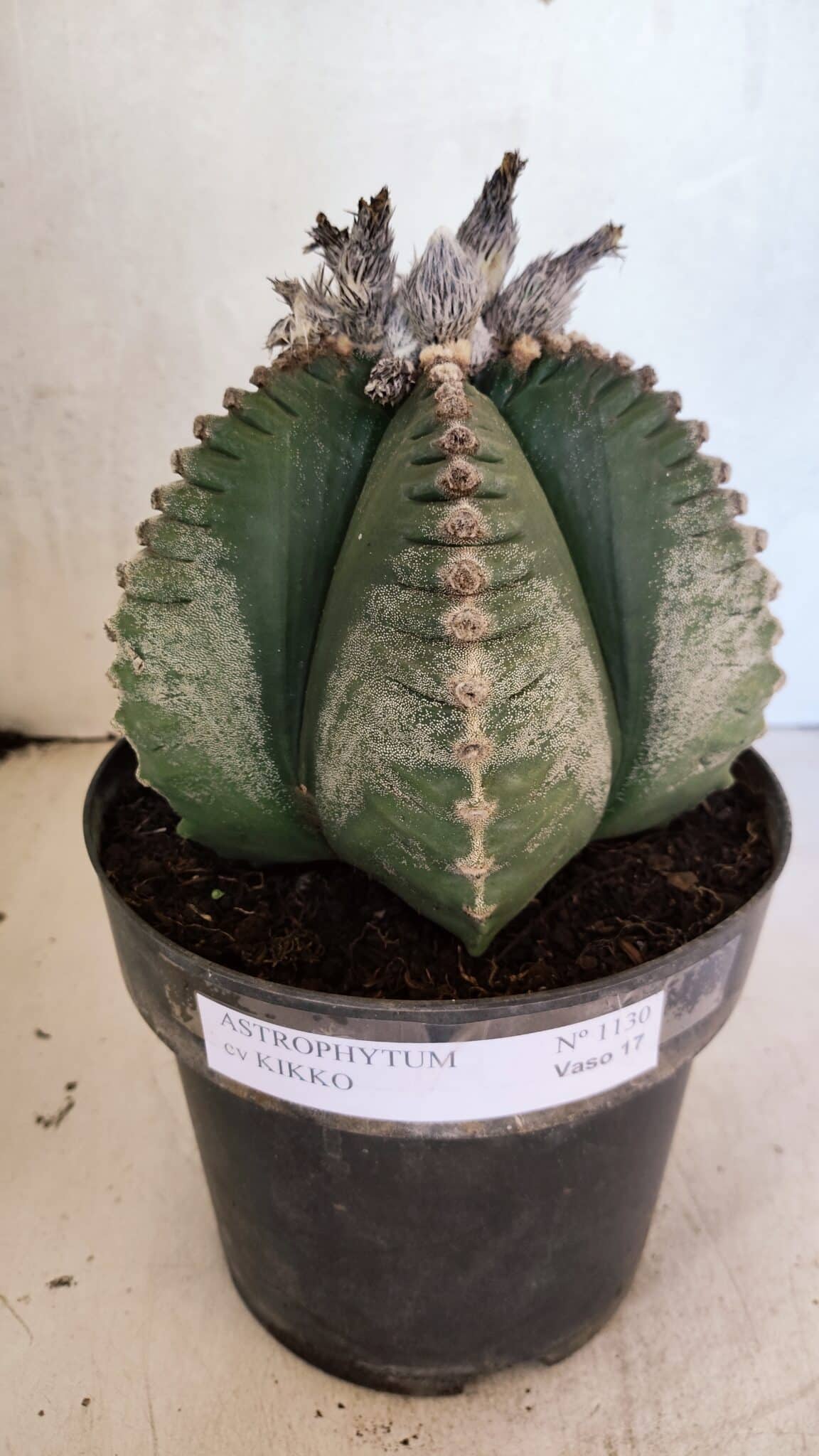 MATRIZ ASTROPHYTUM cv KIKKO Nº 1130 – vaso 17 - foto 2