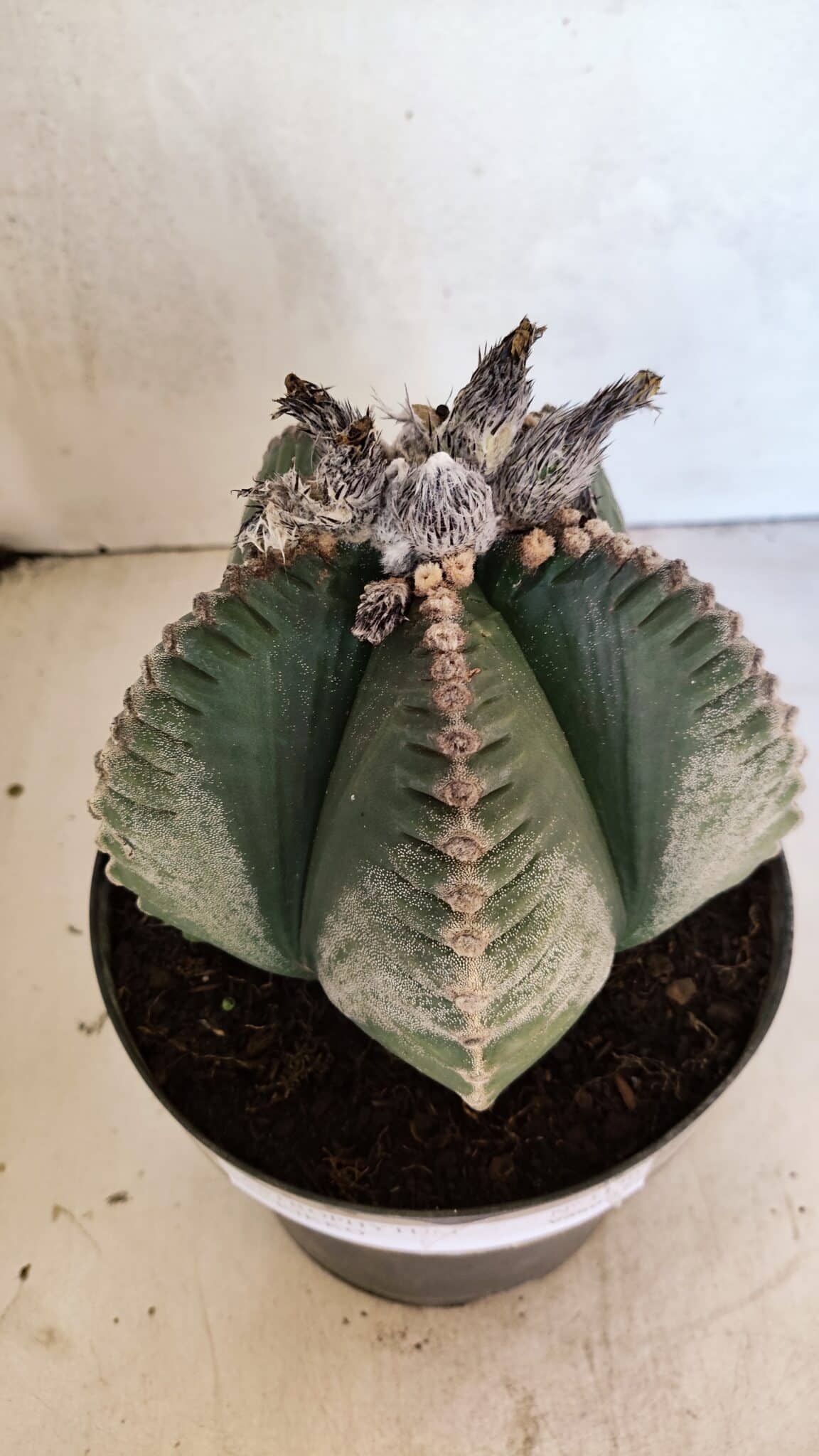 MATRIZ ASTROPHYTUM cv KIKKO Nº 1130 – vaso 17 - foto 9