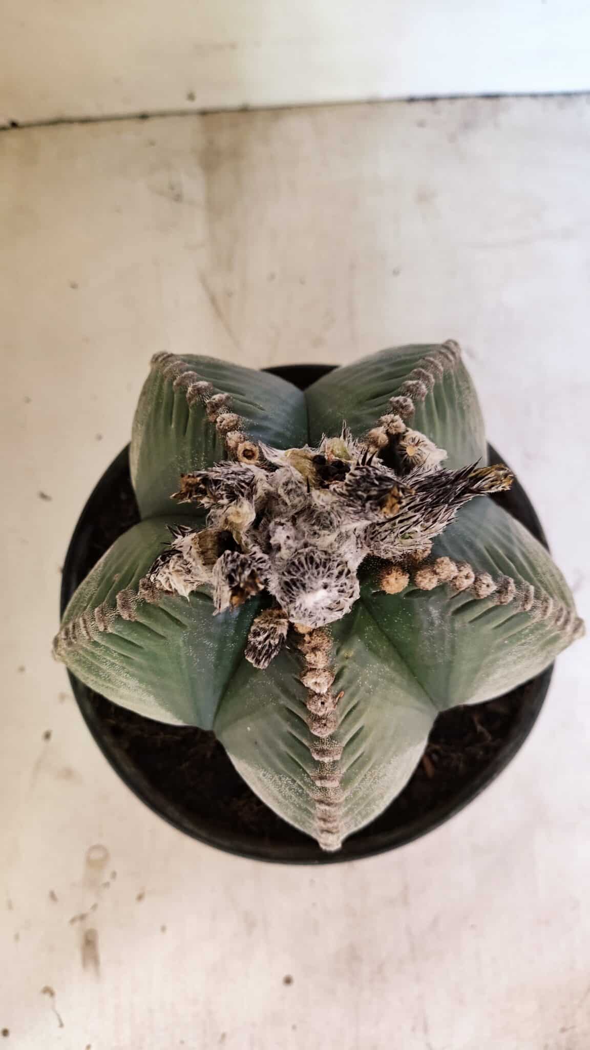 MATRIZ ASTROPHYTUM cv KIKKO Nº 1130 – vaso 17 - foto 3