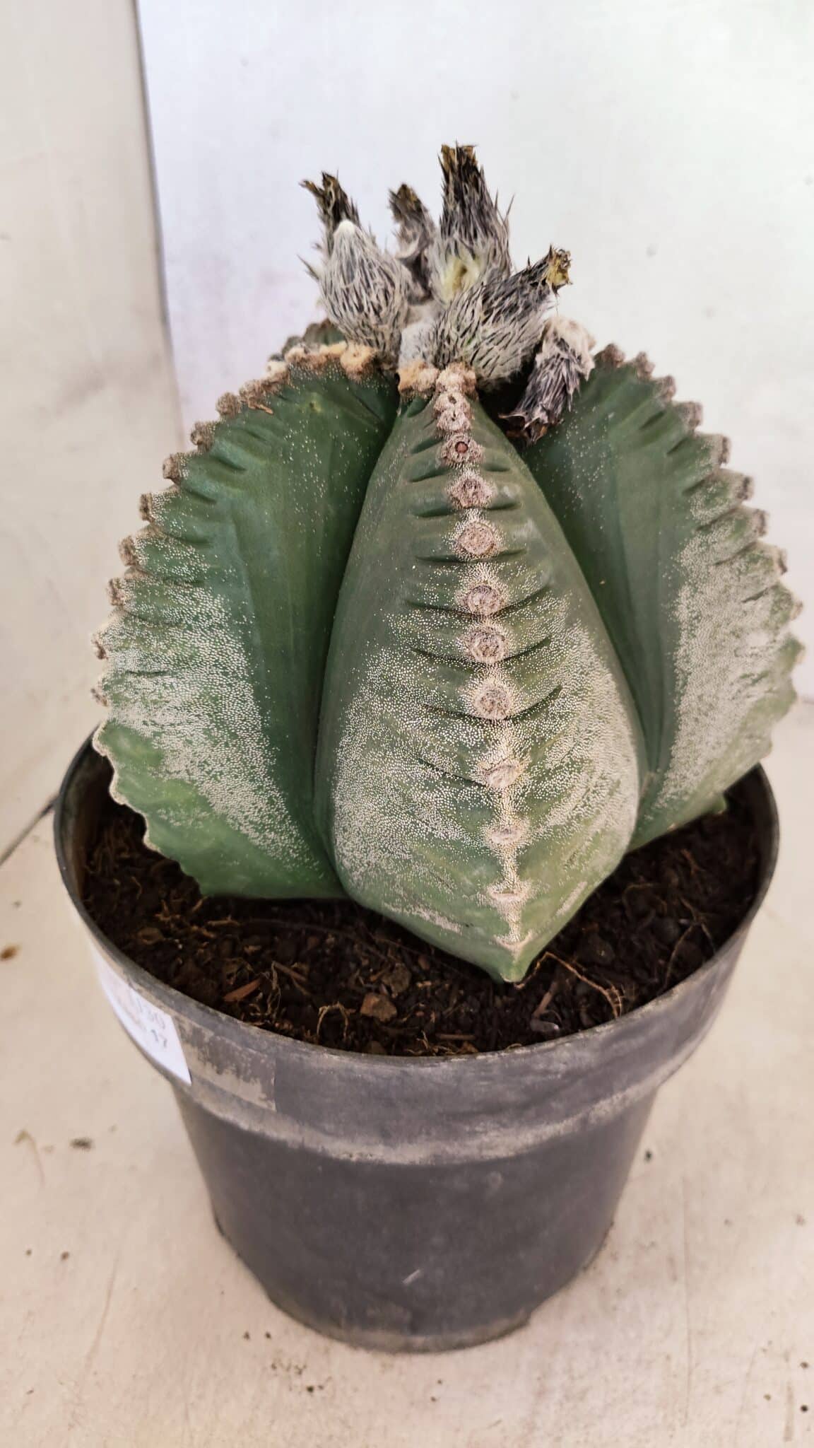 MATRIZ ASTROPHYTUM cv KIKKO Nº 1130 – vaso 17 - foto 8