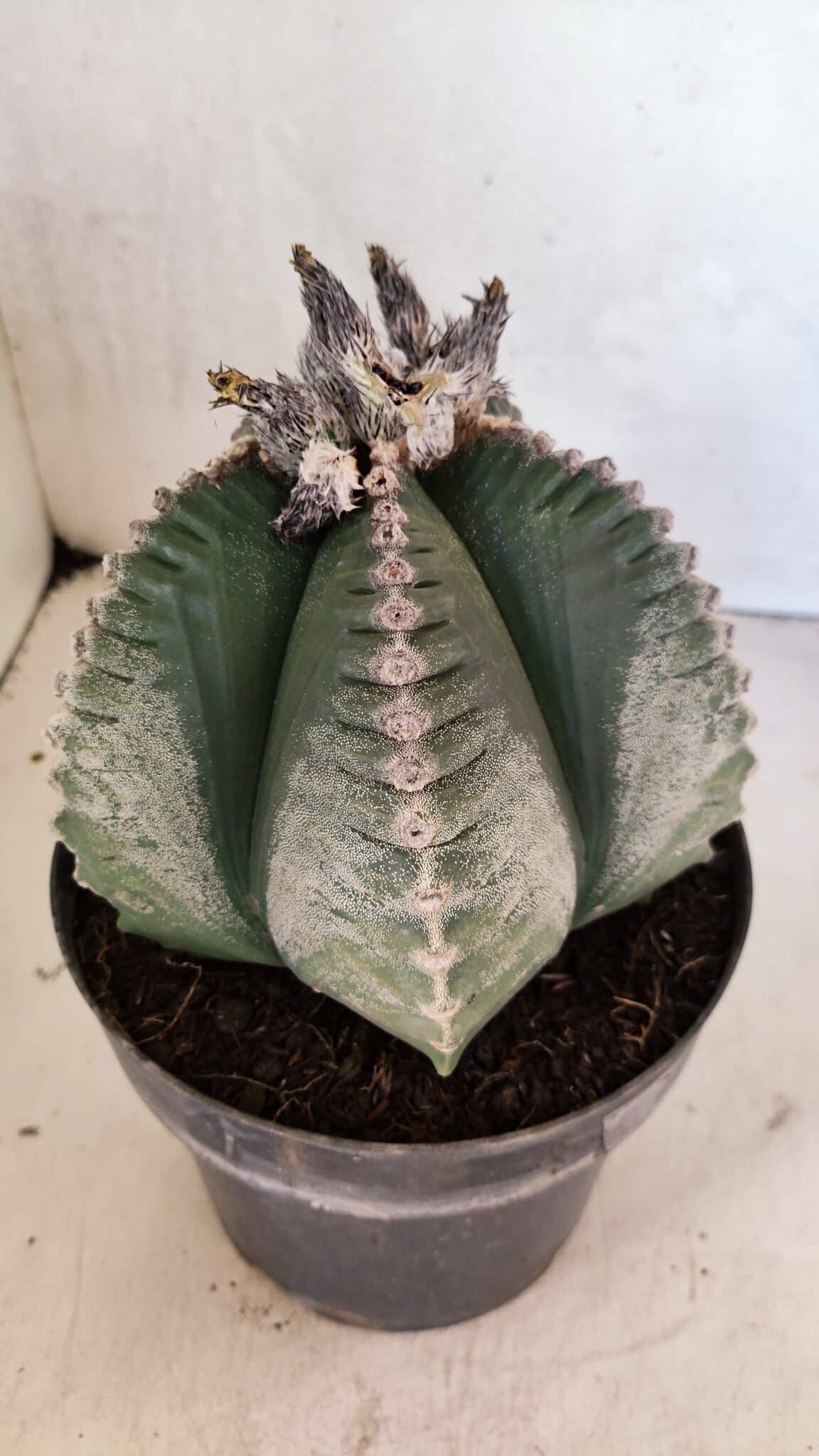 MATRIZ ASTROPHYTUM cv KIKKO Nº 1130 – vaso 17 - foto 7