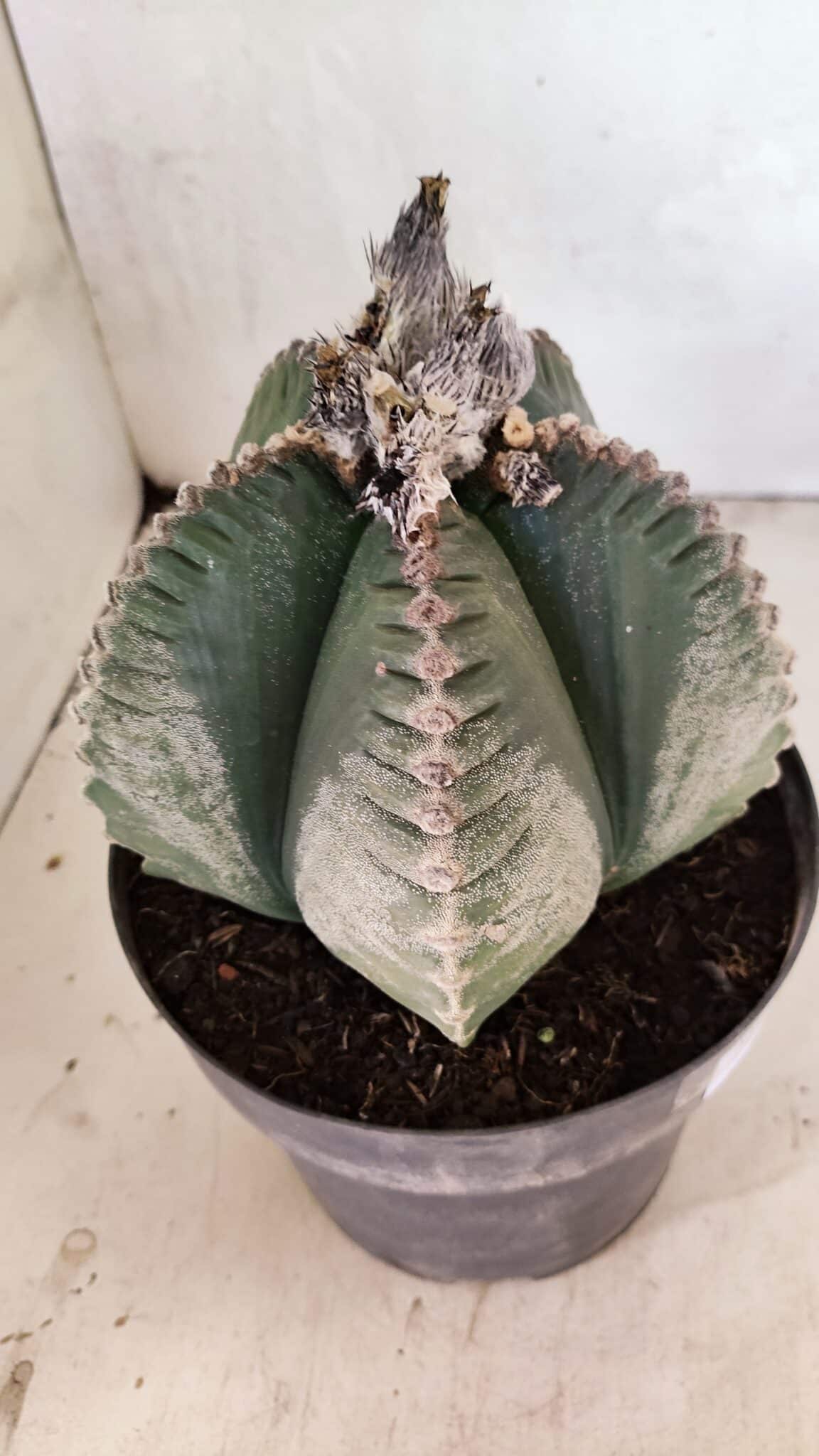 MATRIZ ASTROPHYTUM cv KIKKO Nº 1130 – vaso 17 - foto 6