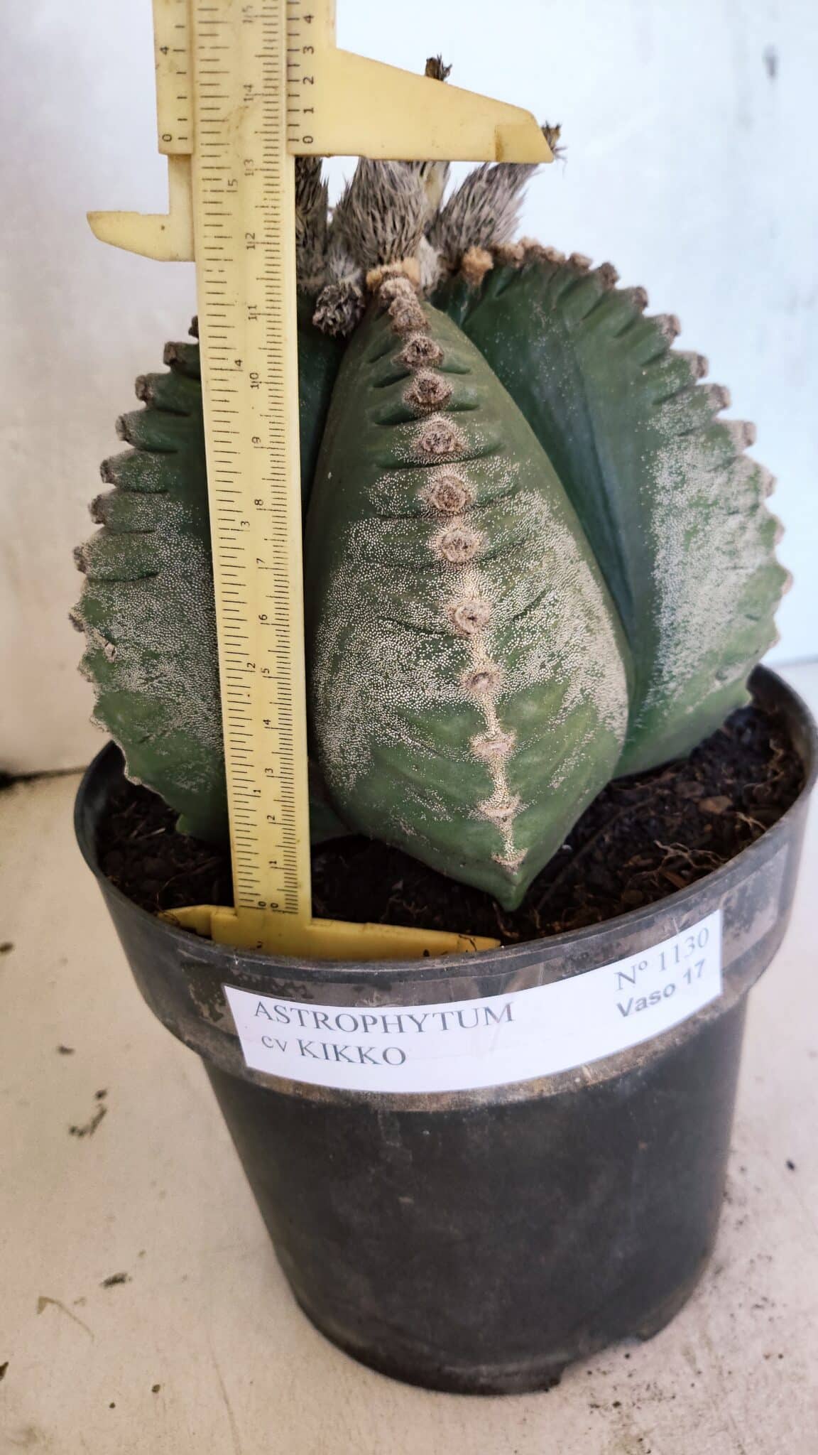 MATRIZ ASTROPHYTUM cv KIKKO Nº 1130 – vaso 17 - foto 5