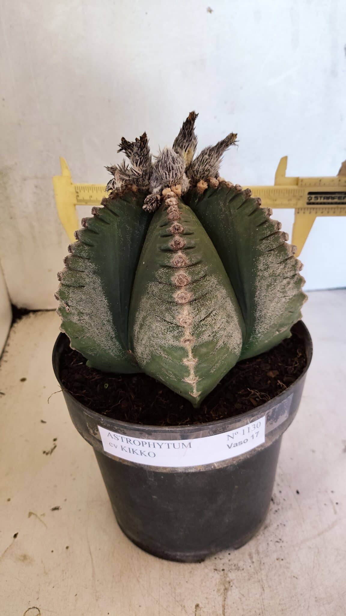 MATRIZ ASTROPHYTUM cv KIKKO Nº 1130 – vaso 17 - foto 4