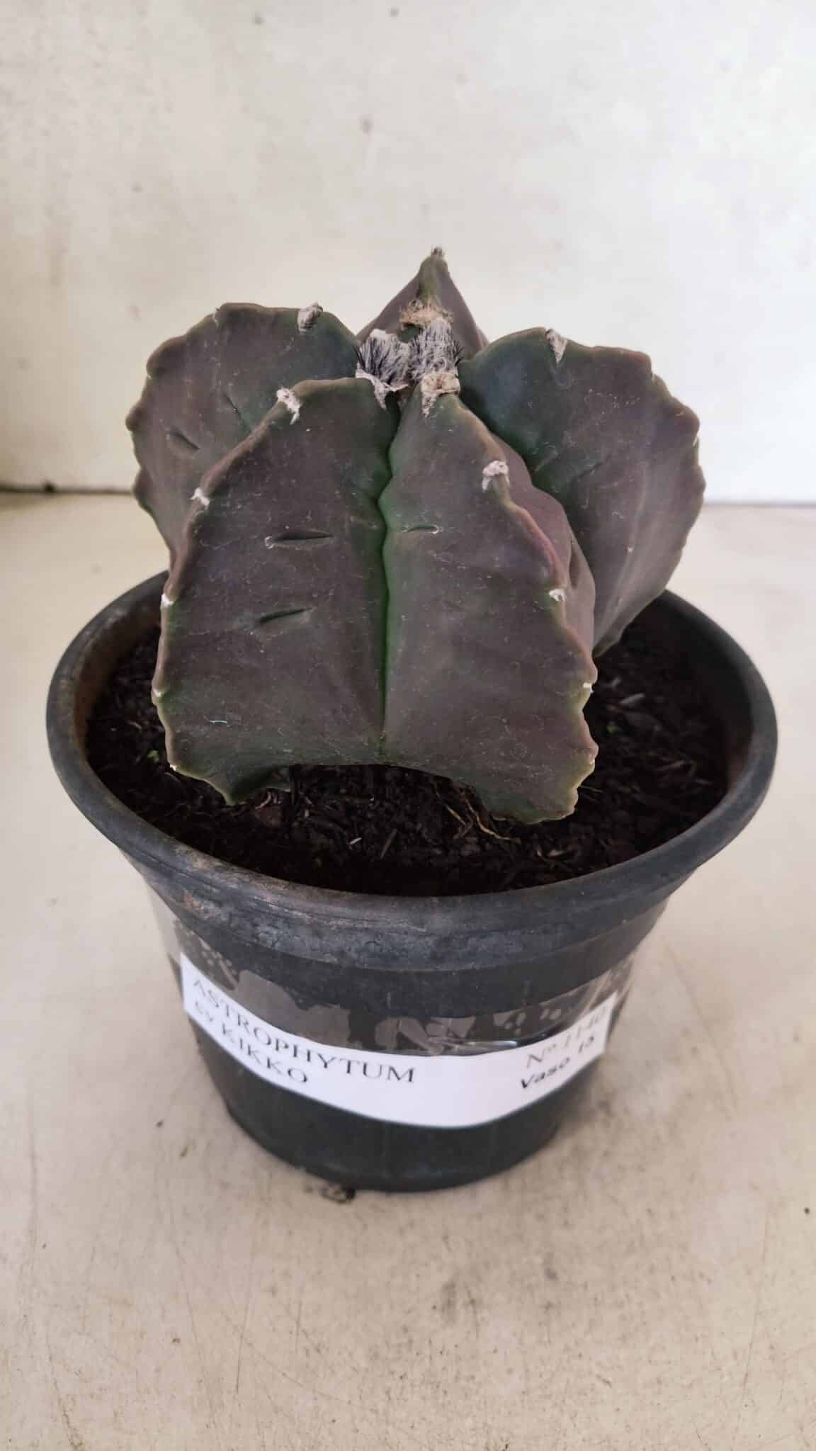 MATRIZ ASTROPHYTUM cv KIKKO Nº 1140 – vaso 15 - foto 2