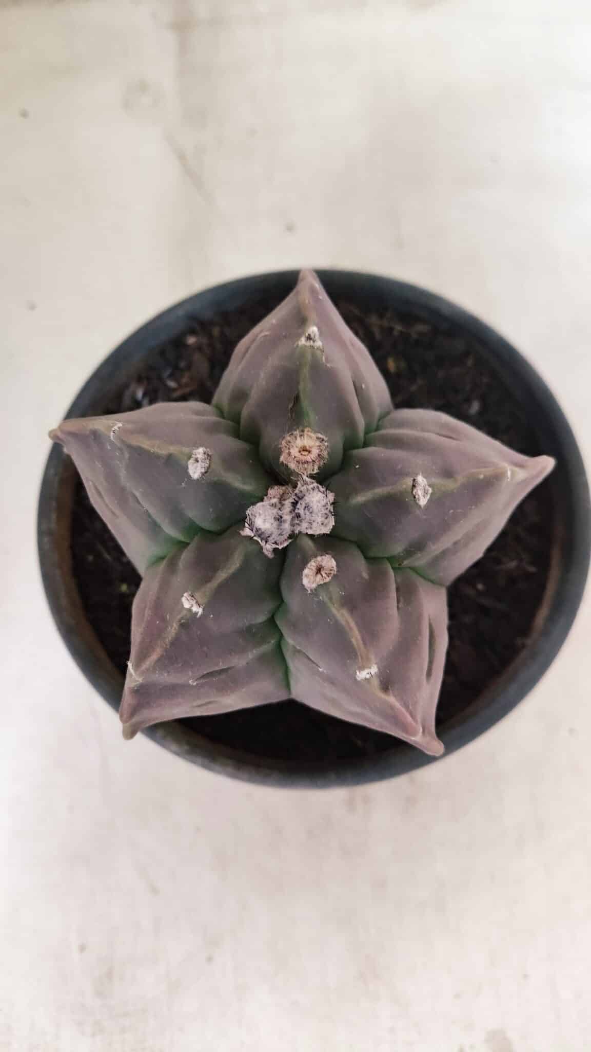 MATRIZ ASTROPHYTUM cv KIKKO Nº 1140 – vaso 15 - foto 3