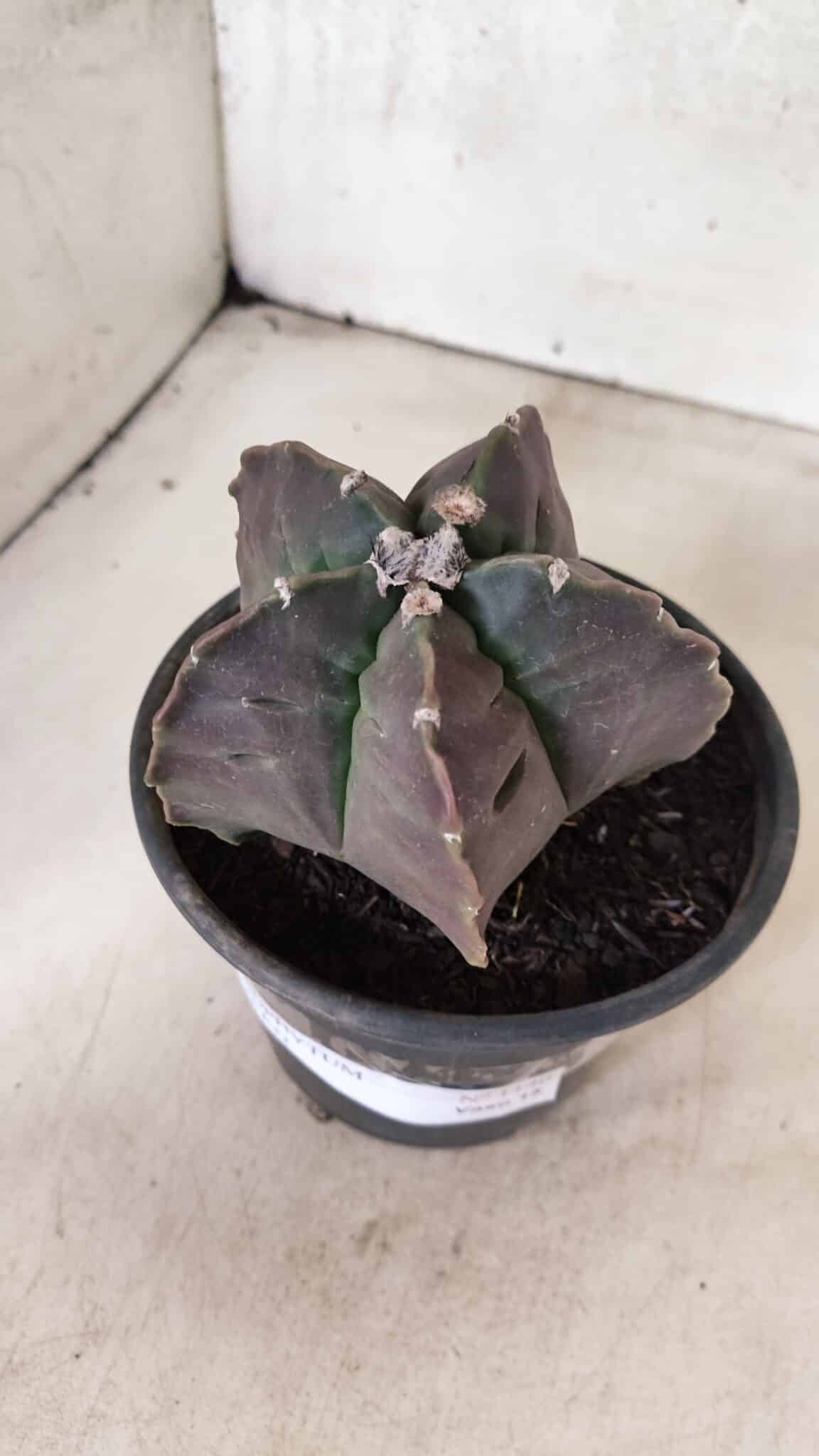MATRIZ ASTROPHYTUM cv KIKKO Nº 1140 – vaso 15 - foto 8