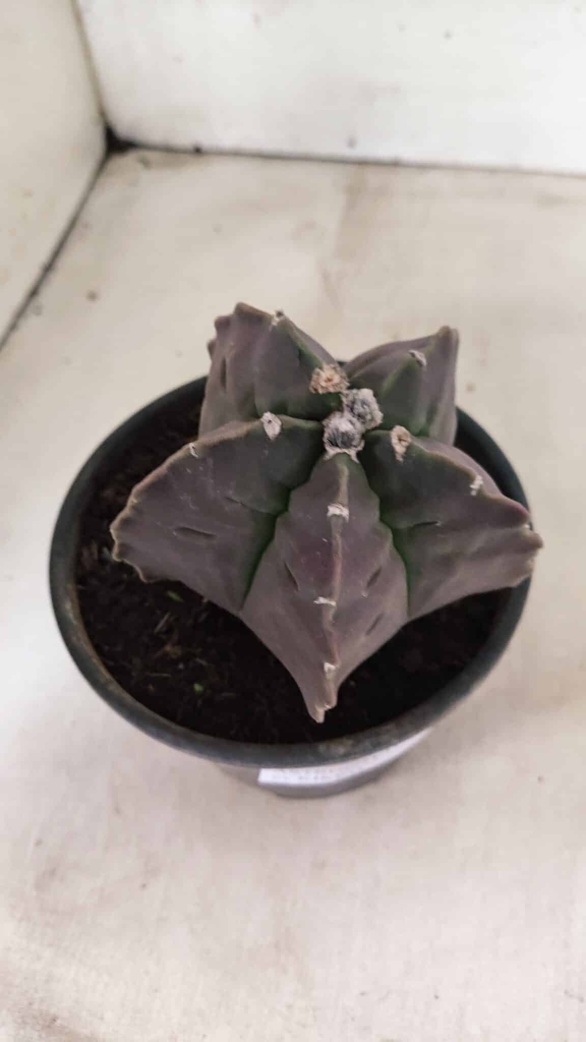 MATRIZ ASTROPHYTUM cv KIKKO Nº 1140 – vaso 15 - foto 7