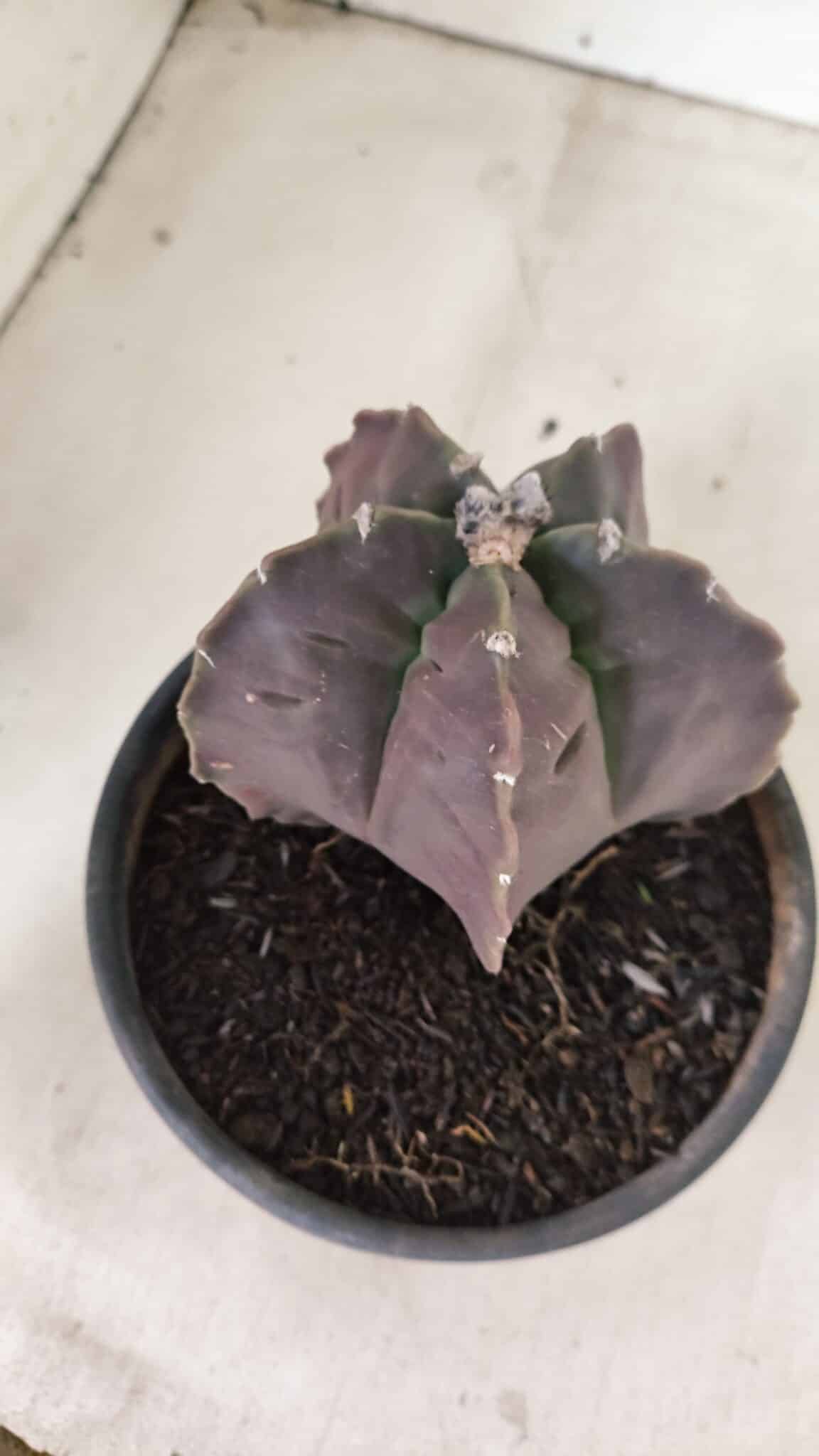 MATRIZ ASTROPHYTUM cv KIKKO Nº 1140 – vaso 15 - foto 6