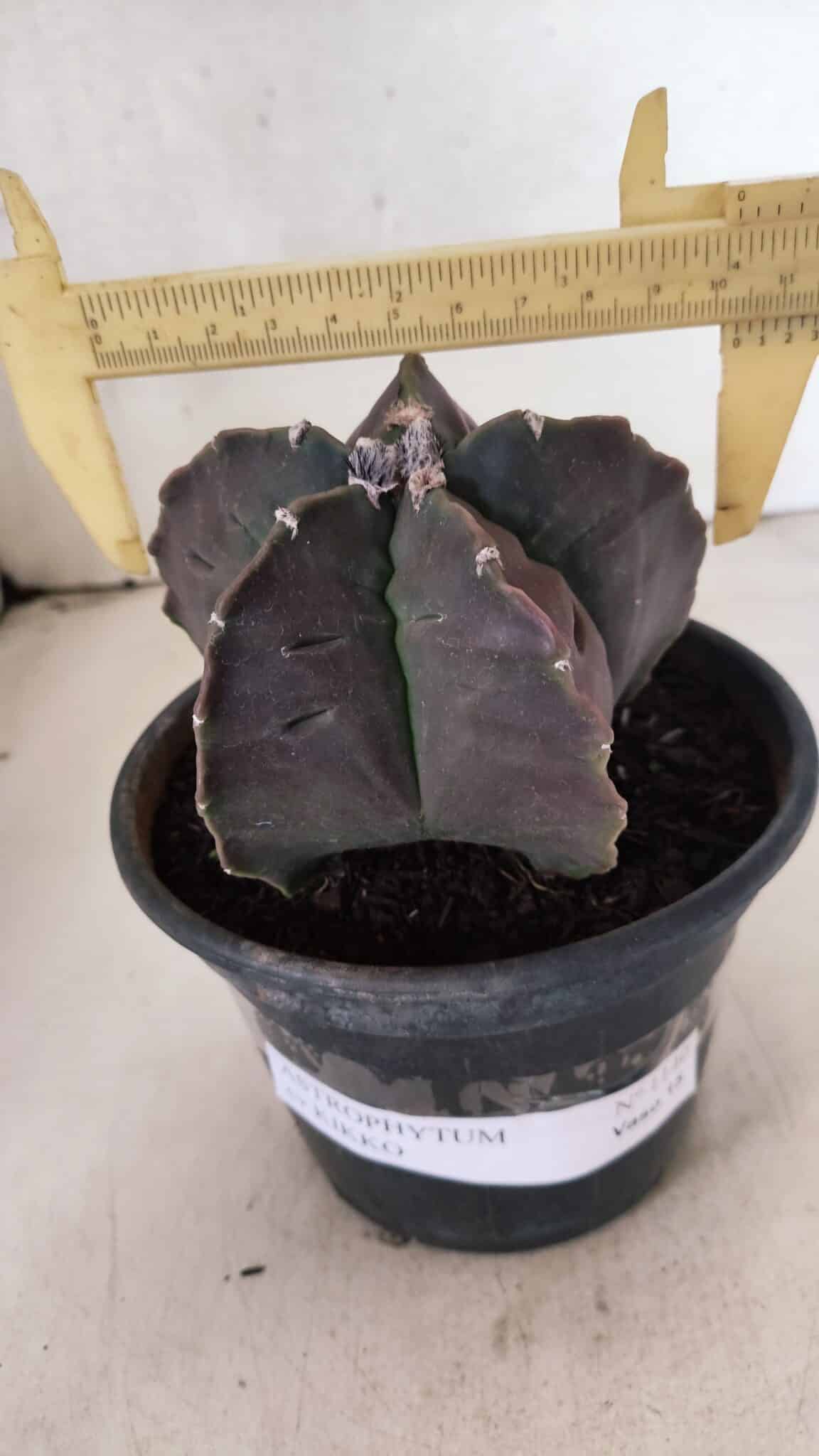 MATRIZ ASTROPHYTUM cv KIKKO Nº 1140 – vaso 15 - foto 4