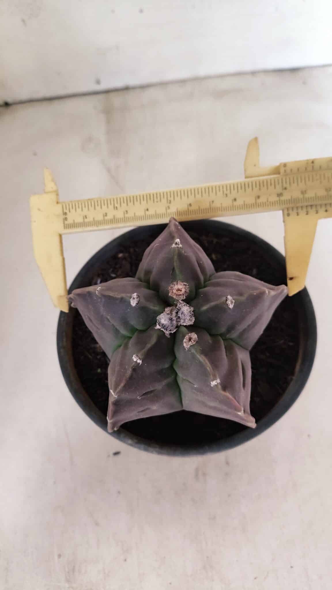 MATRIZ ASTROPHYTUM cv KIKKO Nº 1140 – vaso 15 - foto 5