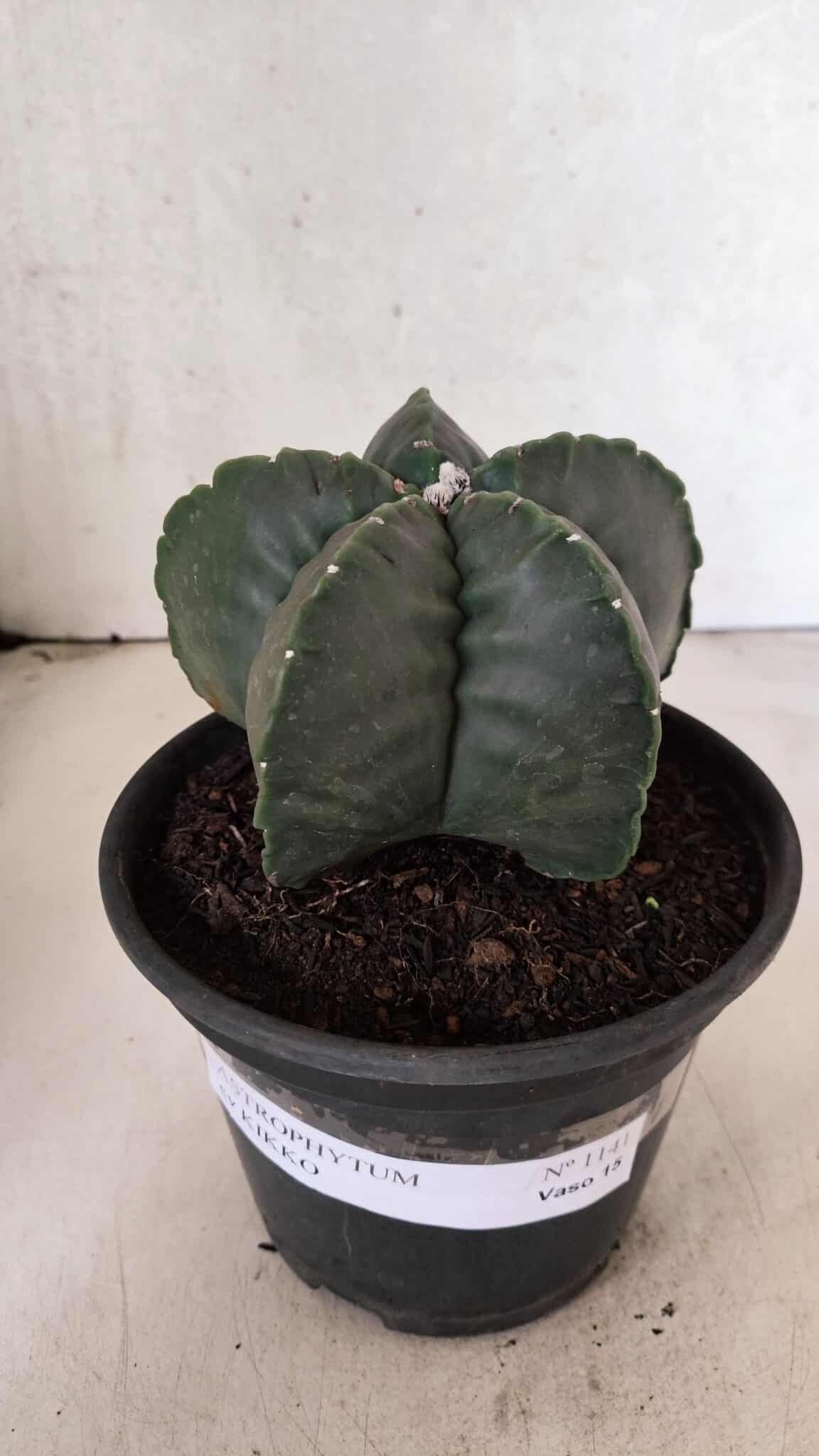 MATRIZ ASTROPHYTUM cv KIKKO Nº 1141 – vaso 15 - foto 2