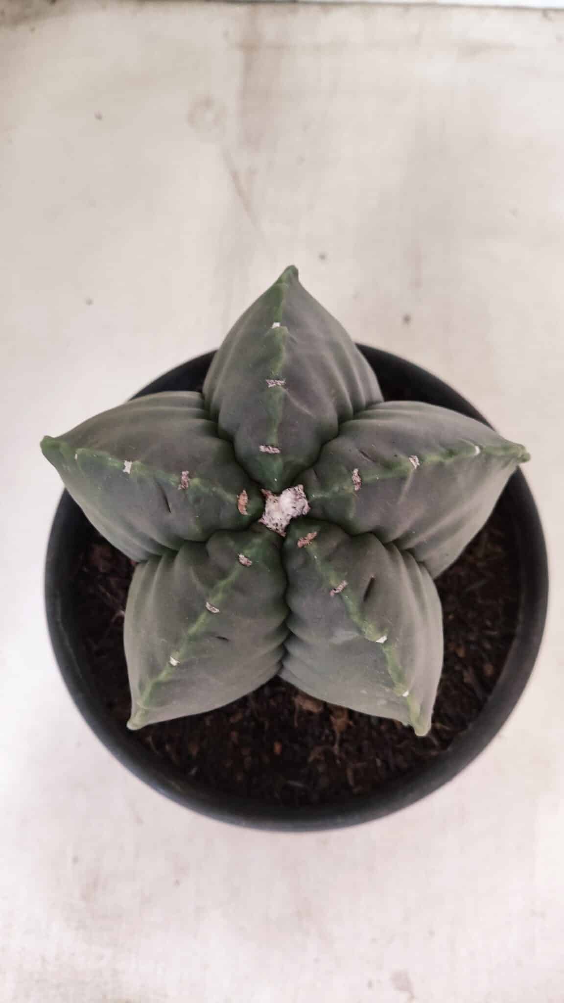 MATRIZ ASTROPHYTUM cv KIKKO Nº 1141 – vaso 15 - foto 3