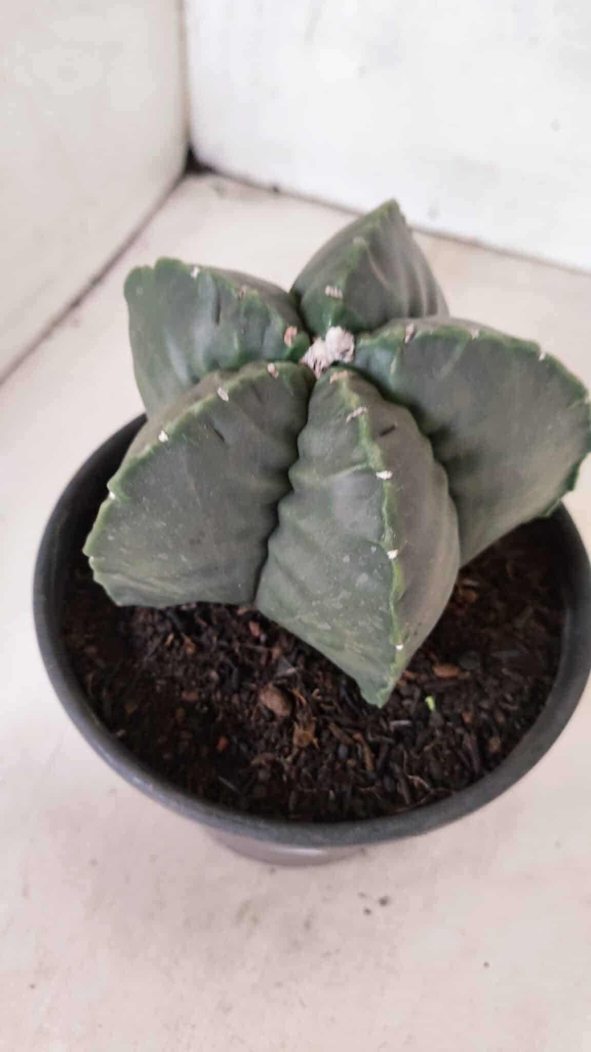 MATRIZ ASTROPHYTUM cv KIKKO Nº 1141 – vaso 15 - foto 9