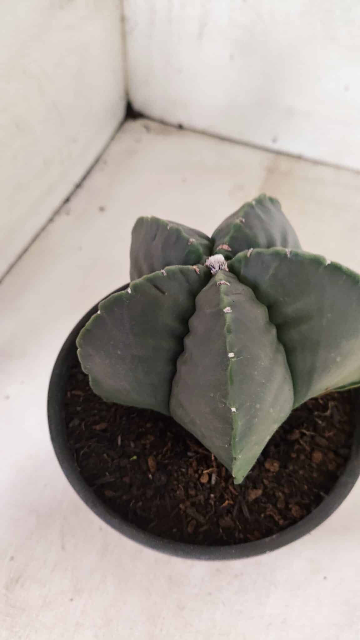 MATRIZ ASTROPHYTUM cv KIKKO Nº 1141 – vaso 15 - foto 8